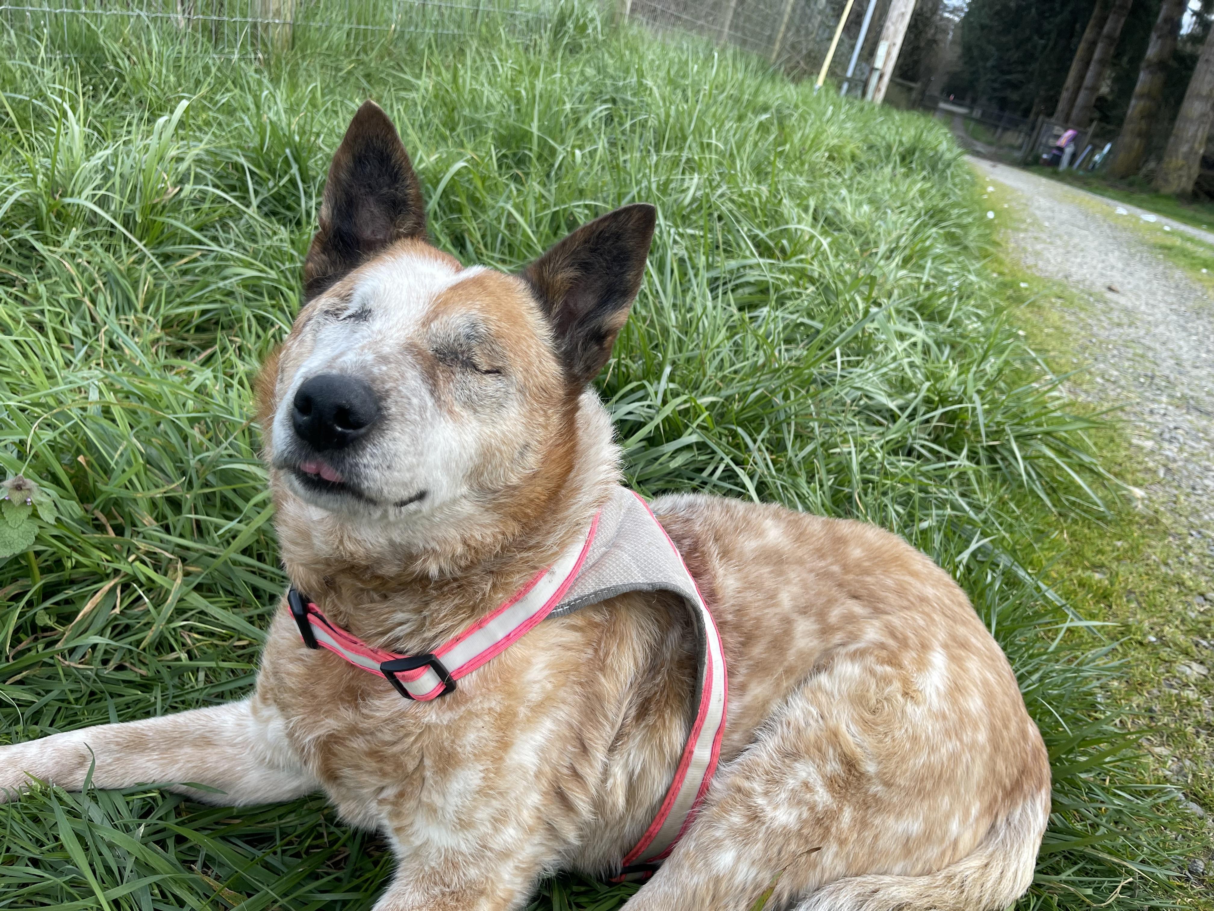 Enlarge Lily, a Adoptable Australian Cattle Dog / Blue Heeler in Oakville, WA image 3/6