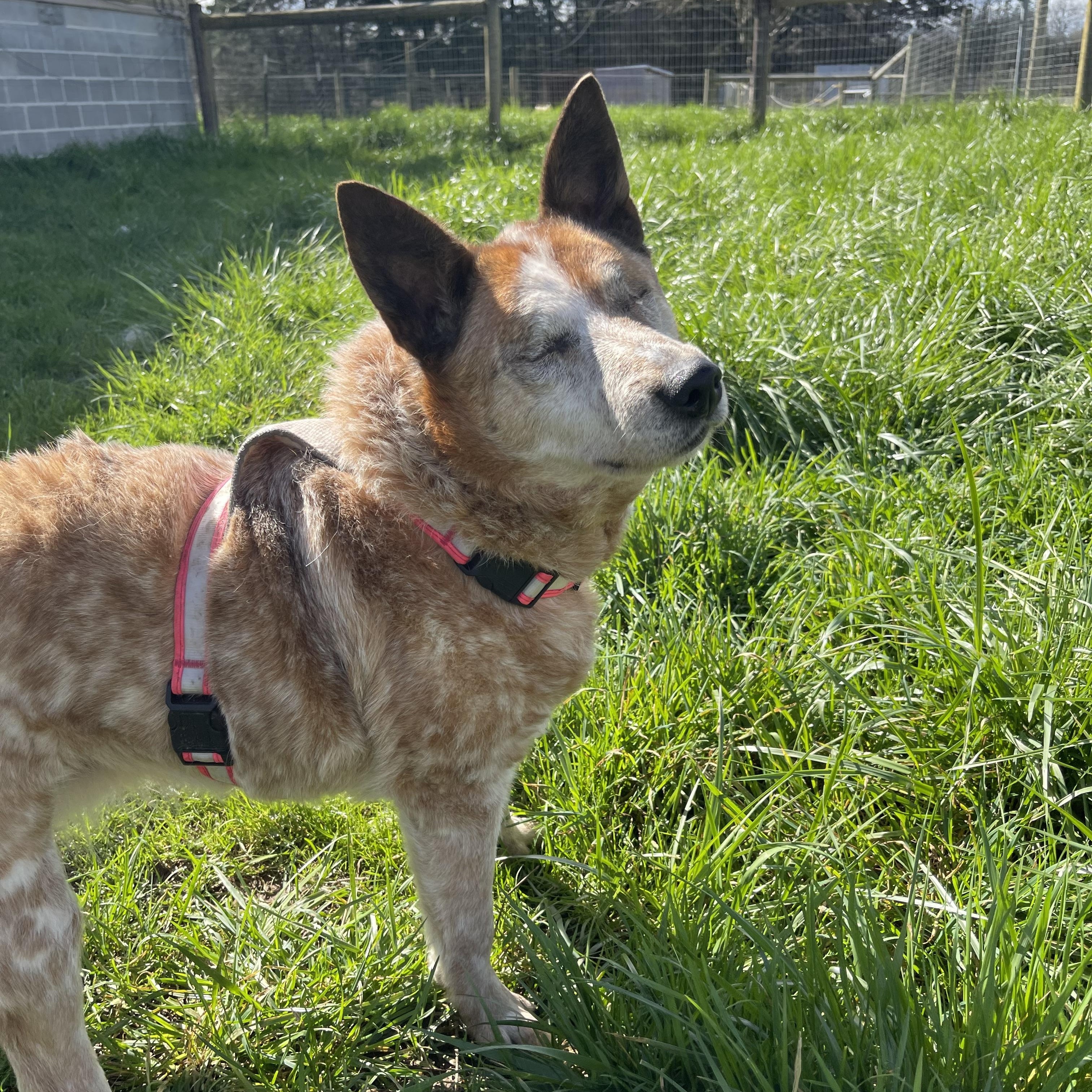 Enlarge Lily, a Adoptable Australian Cattle Dog / Blue Heeler in Oakville, WA image 4/6