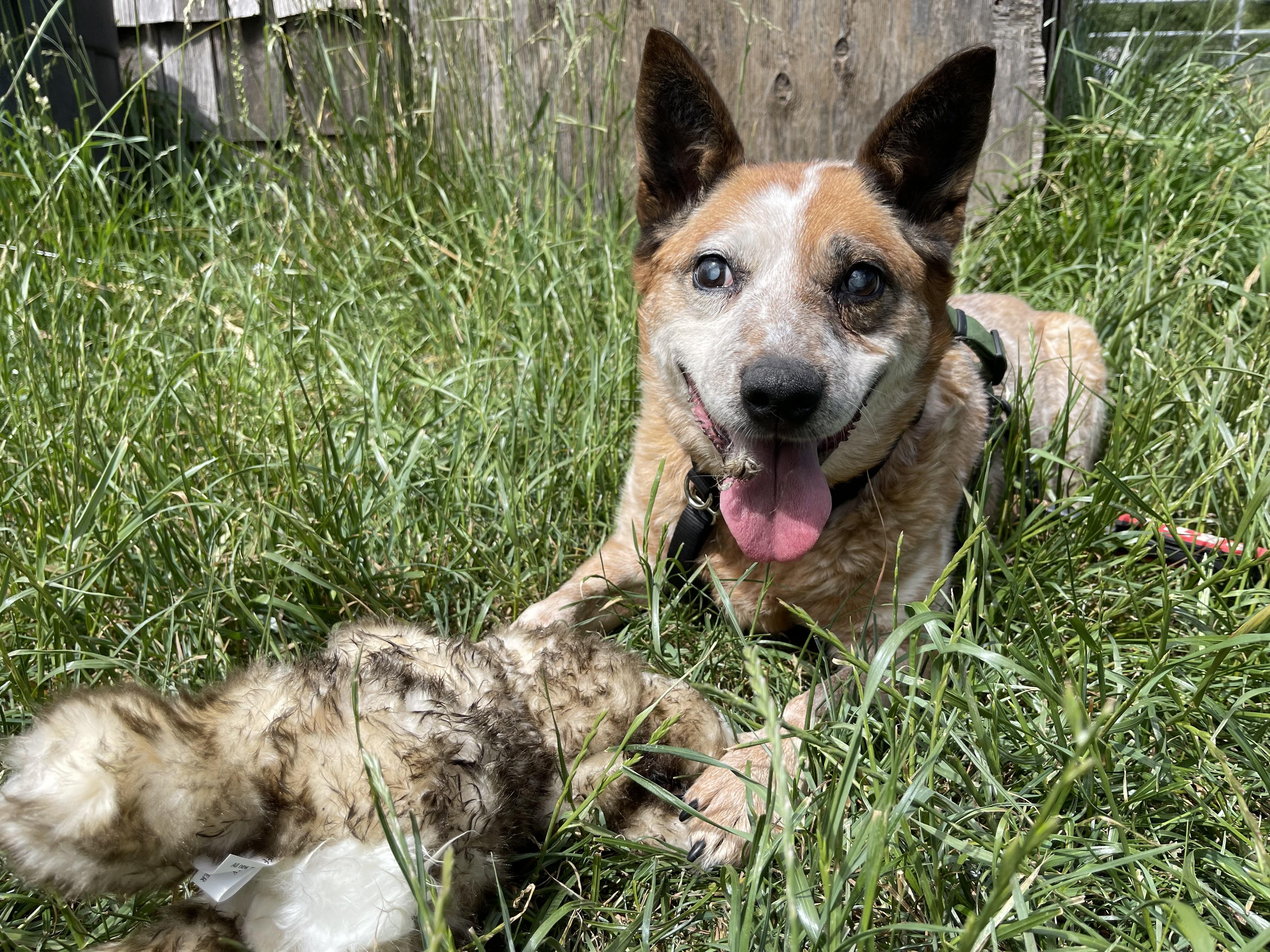Lily, a Adoptable Australian Cattle Dog / Blue Heeler in Oakville, WA image 3/5