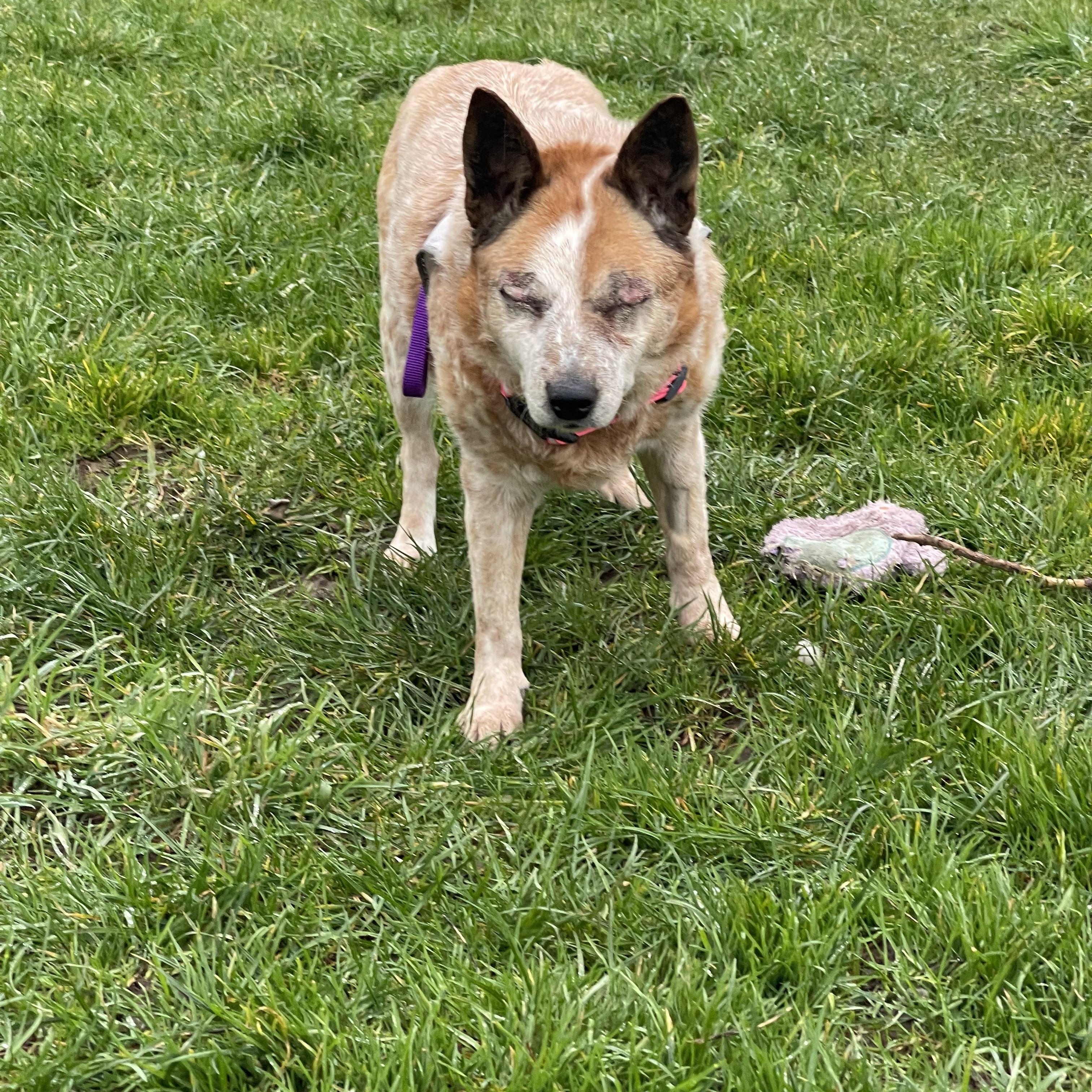 Enlarge Lily, a Adoptable Australian Cattle Dog / Blue Heeler in Oakville, WA image 6/6
