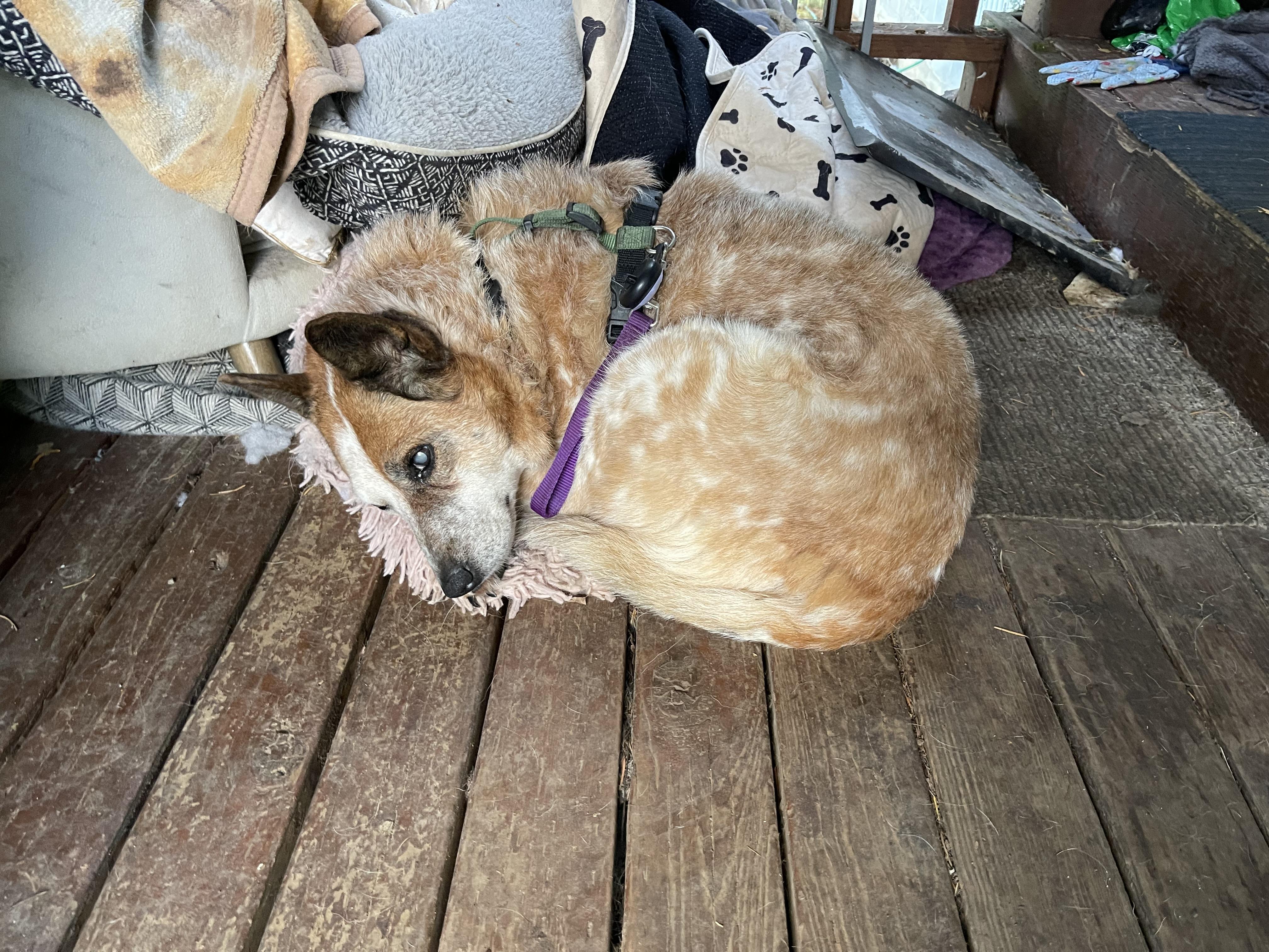 Lily, a Adoptable Australian Cattle Dog / Blue Heeler in Oakville, WA image 2/5