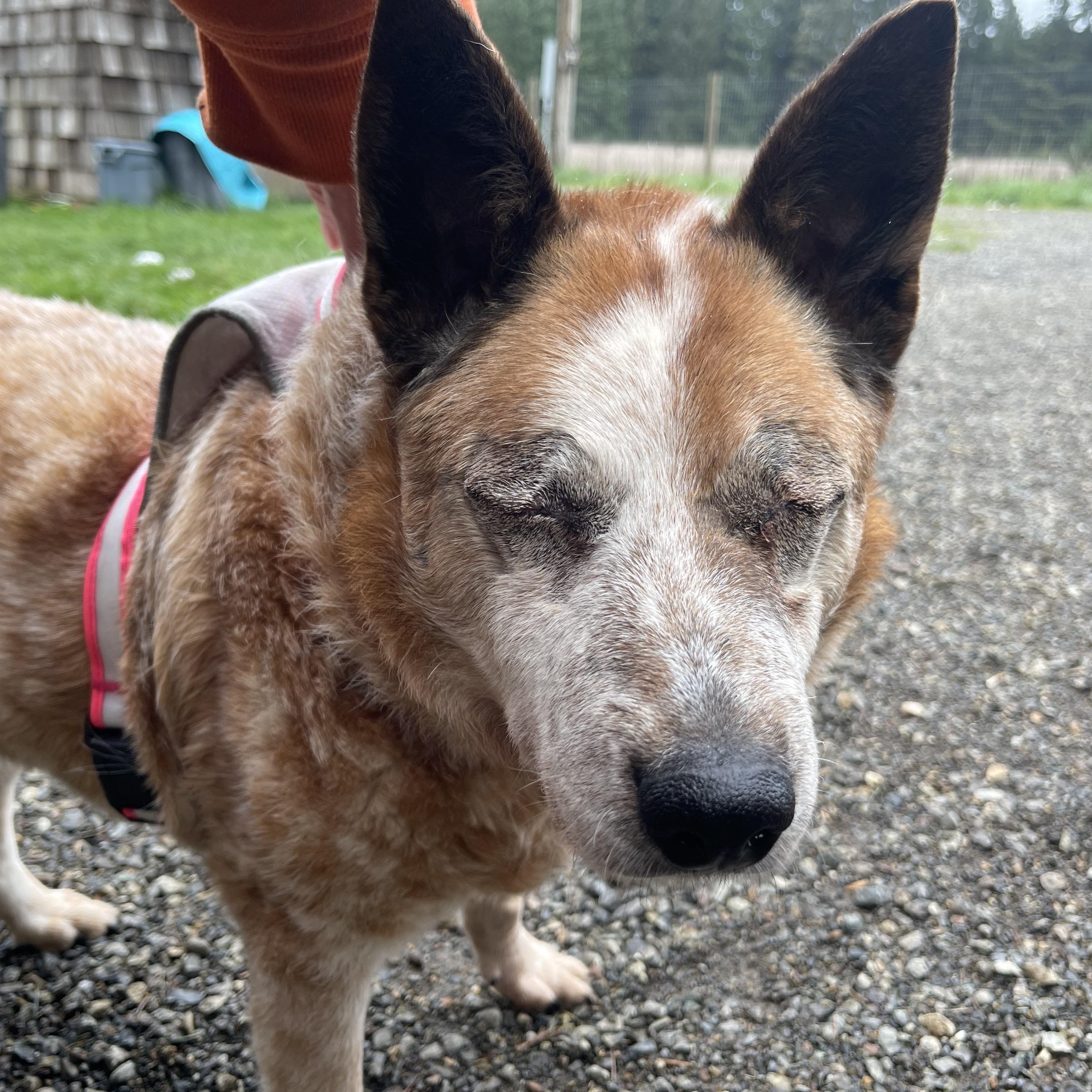 Enlarge Lily, a Adoptable Australian Cattle Dog / Blue Heeler in Oakville, WA image 5/6