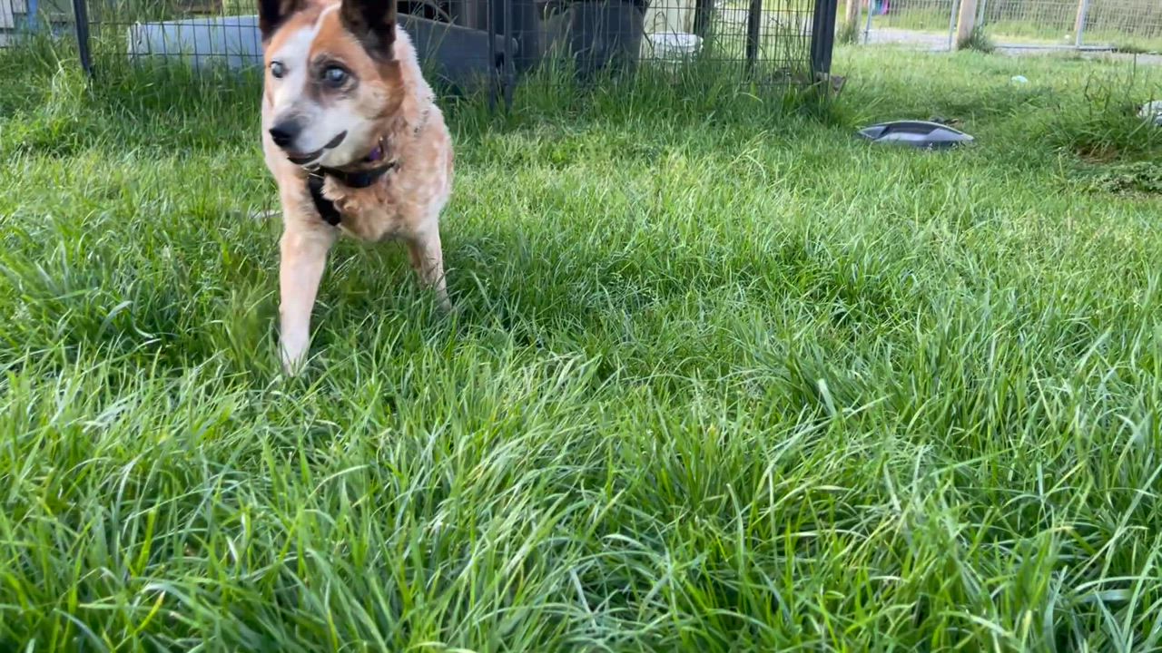 Enlarge Lily, a Adoptable Australian Cattle Dog / Blue Heeler in Oakville, WA video 4/5