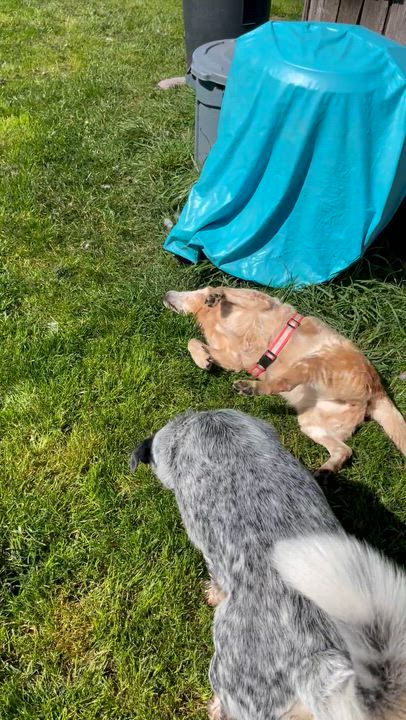 Enlarge Lily, a Adoptable Australian Cattle Dog / Blue Heeler in Oakville, WA video 6/6