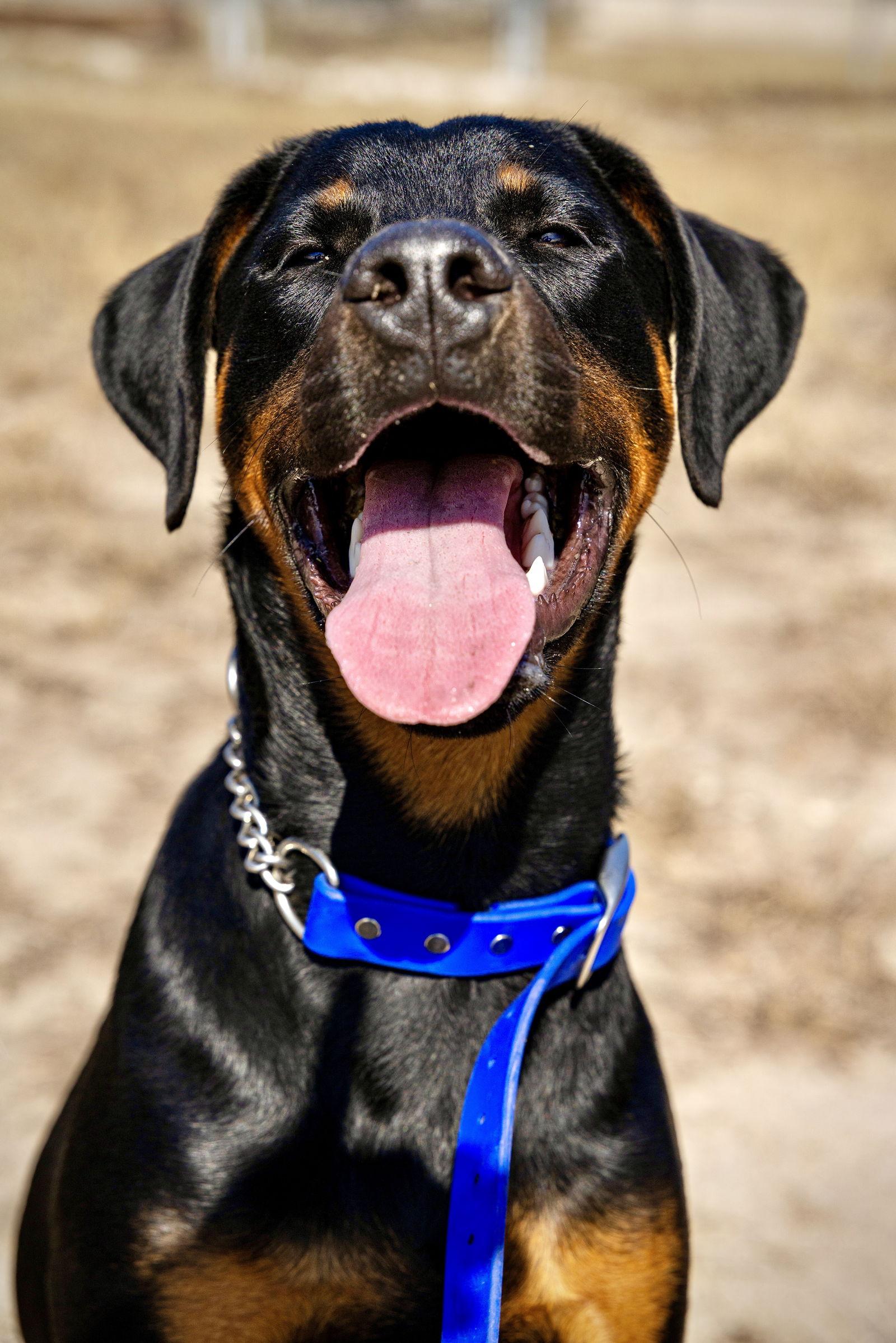 Enlarge Oakley, a Adoptable Doberman Pinscher in San Antonio, TX image 1/3