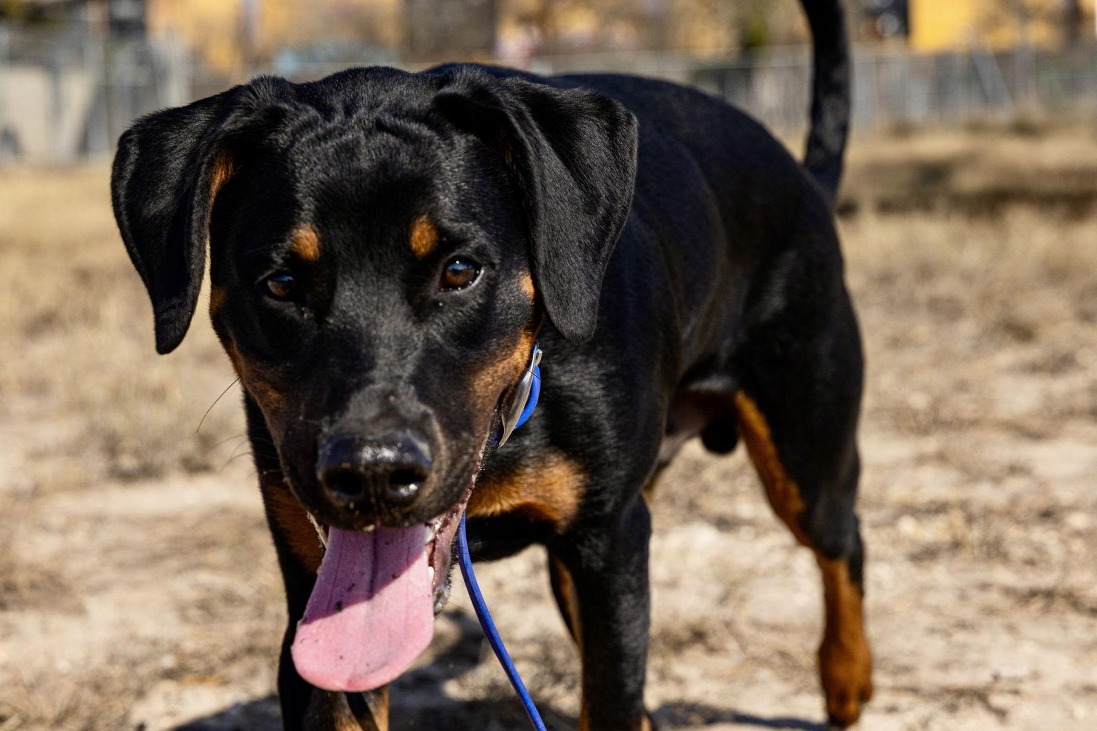 Enlarge Oakley, a Adoptable Doberman Pinscher in San Antonio, TX image 2/3