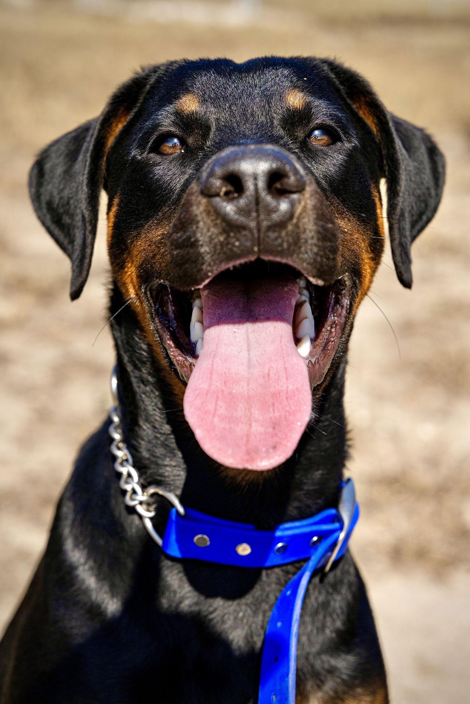 Enlarge Oakley, a Adoptable Doberman Pinscher in San Antonio, TX image 3/3