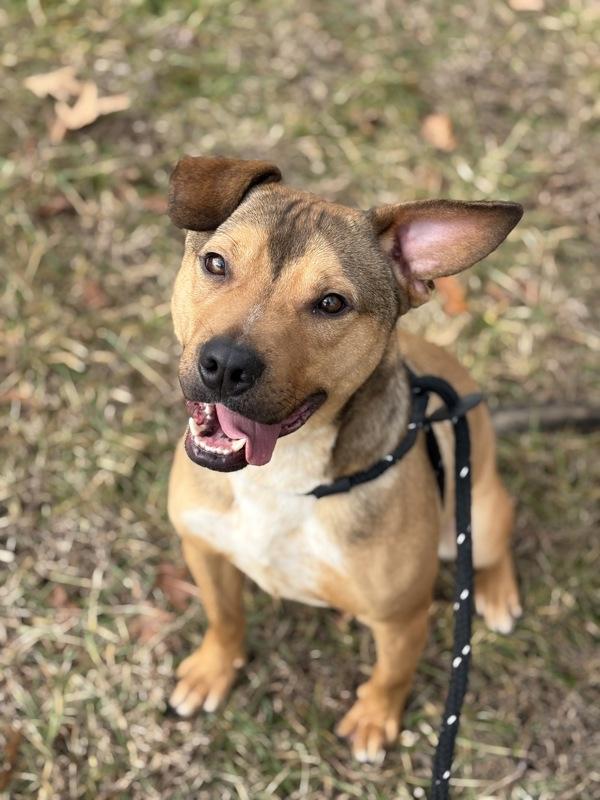 Adirondack, Adoptable, Young Male Pit Bull Terrier.
