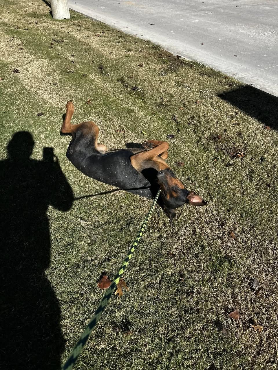 Enlarge Maverick, a Adoptable German Shepherd Dog in Rowlett, TX image 1/3