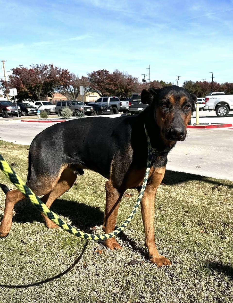 Enlarge Maverick, a Adoptable German Shepherd Dog in Rowlett, TX image 2/3