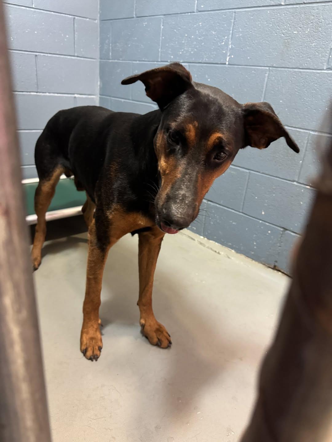 Enlarge Maverick, a Adoptable German Shepherd Dog in Rowlett, TX image 3/3