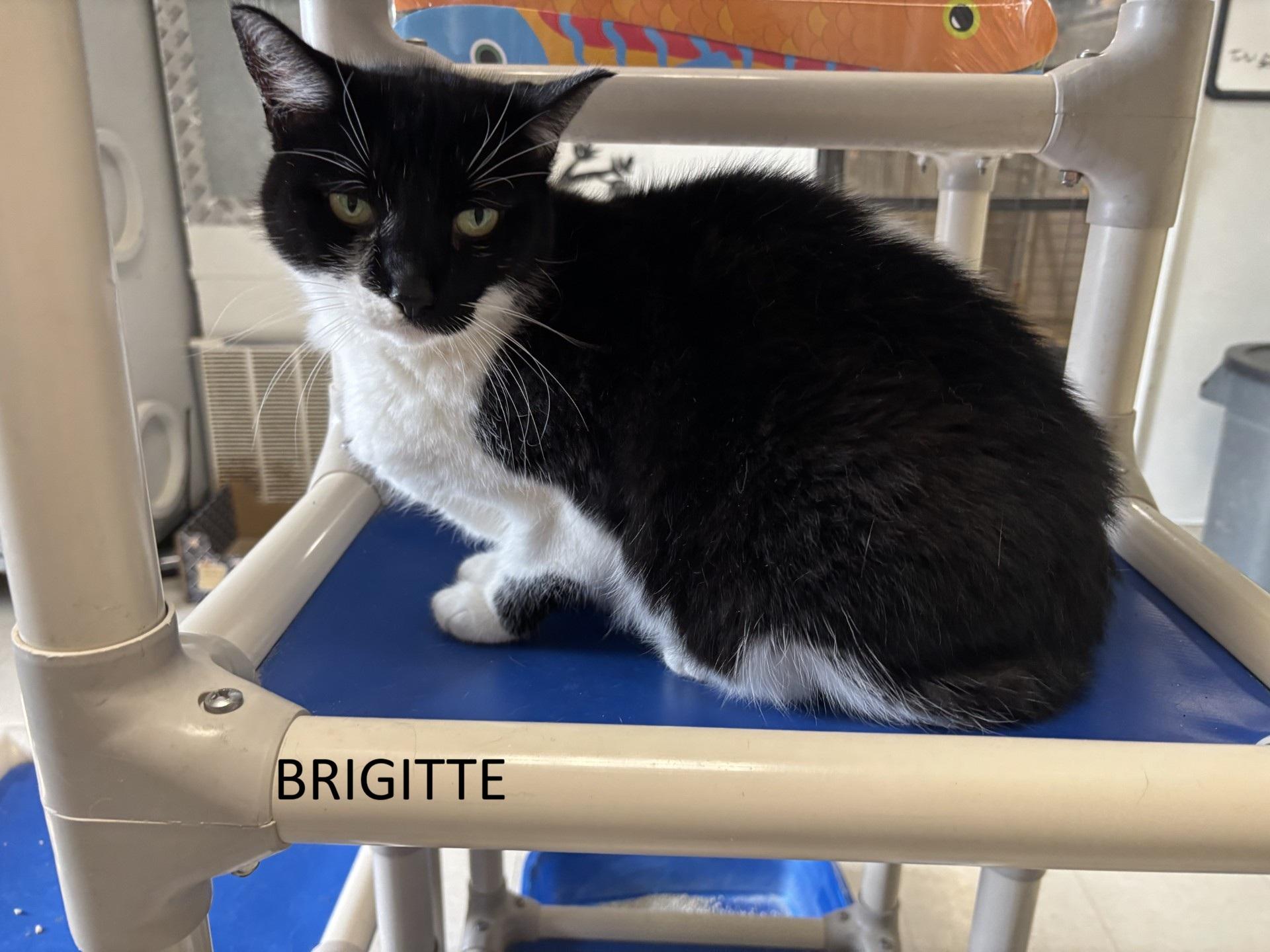Brigitte, ADOPTABLE, Adult Female Domestic Short Hair.