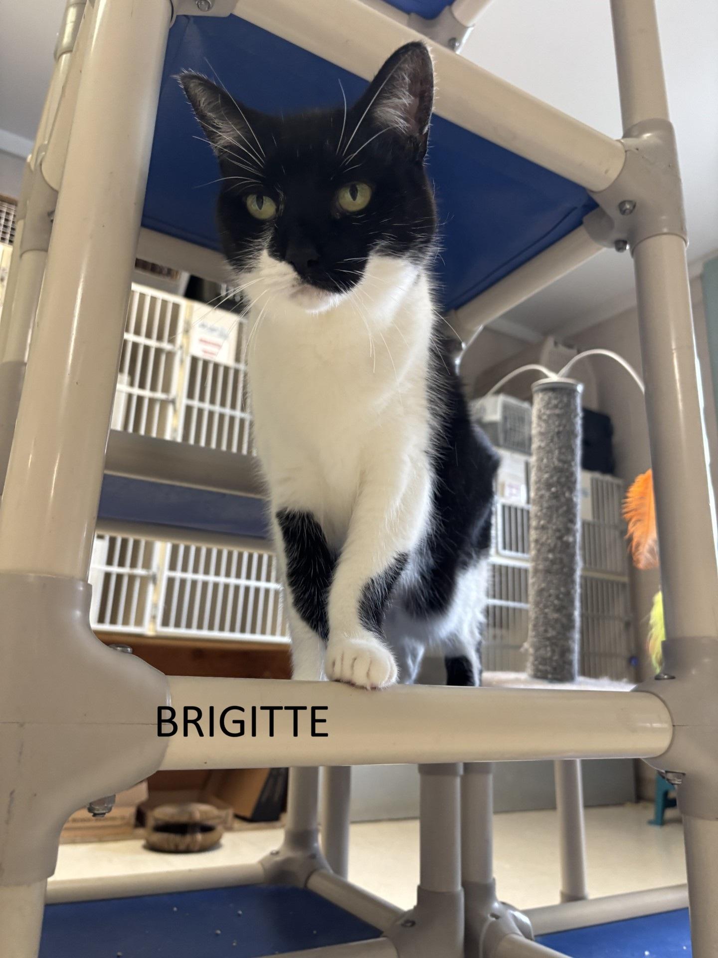 Enlarge Brigitte, a Adoptable Domestic Short Hair in Vernon, NJ image 1/2