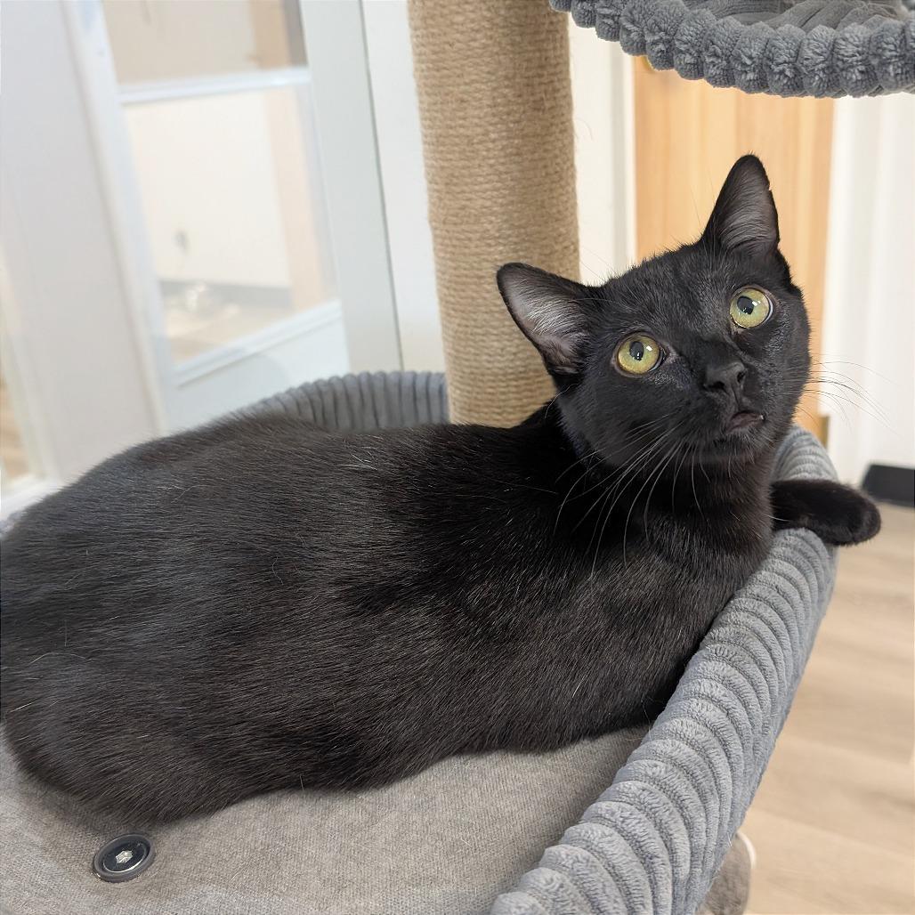 Zeek, Adoptable, Young Male Domestic Short Hair.