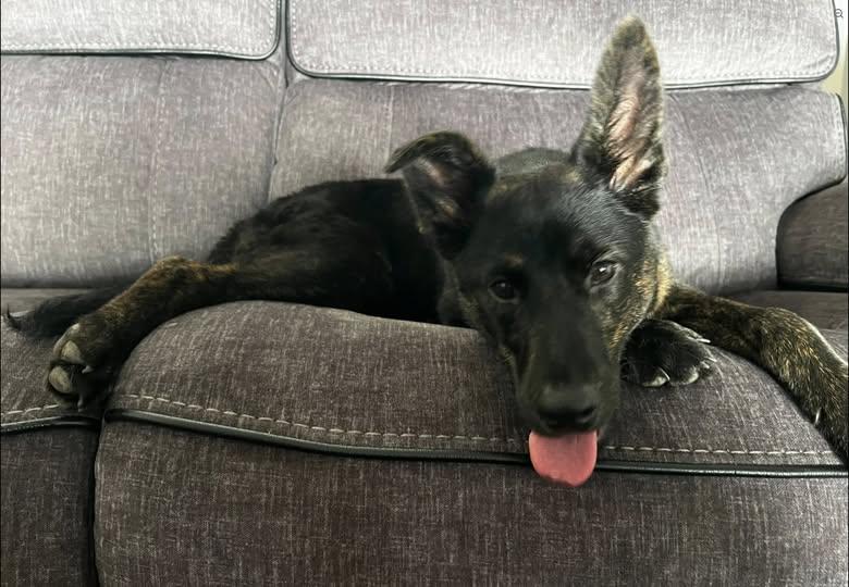 Enlarge Rudy, an adopted Shepherd in Saint Petersburg, FL image 1/1