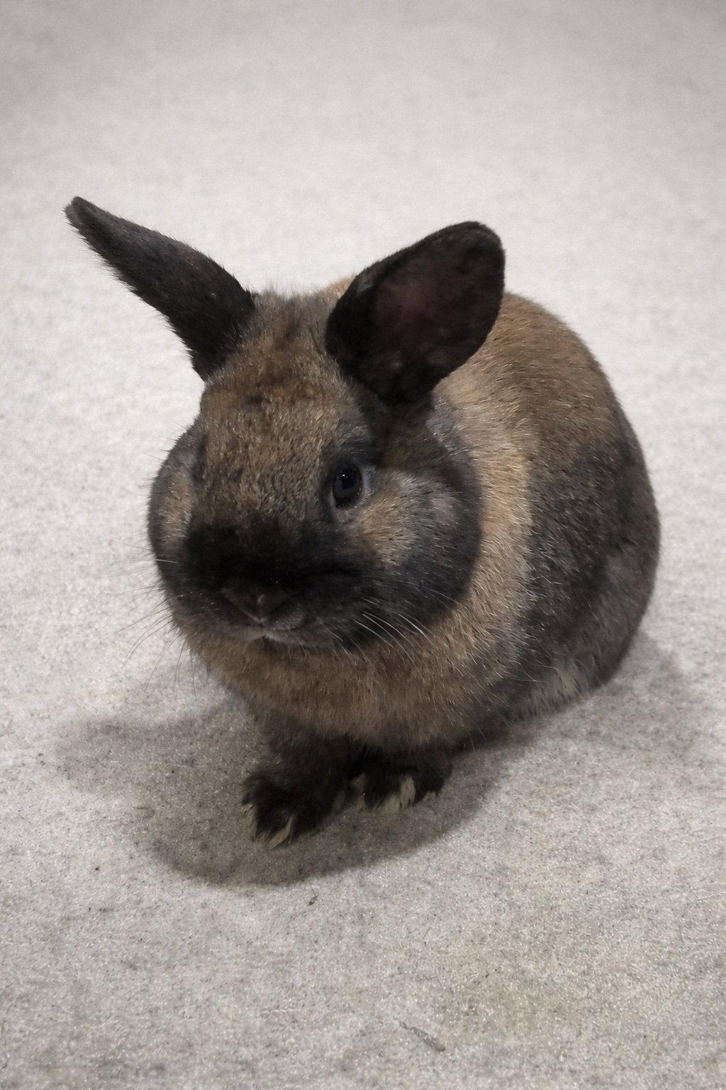 Enlarge Dobbs, a Adopted mixed breed in Marshfield, WI image 1/1