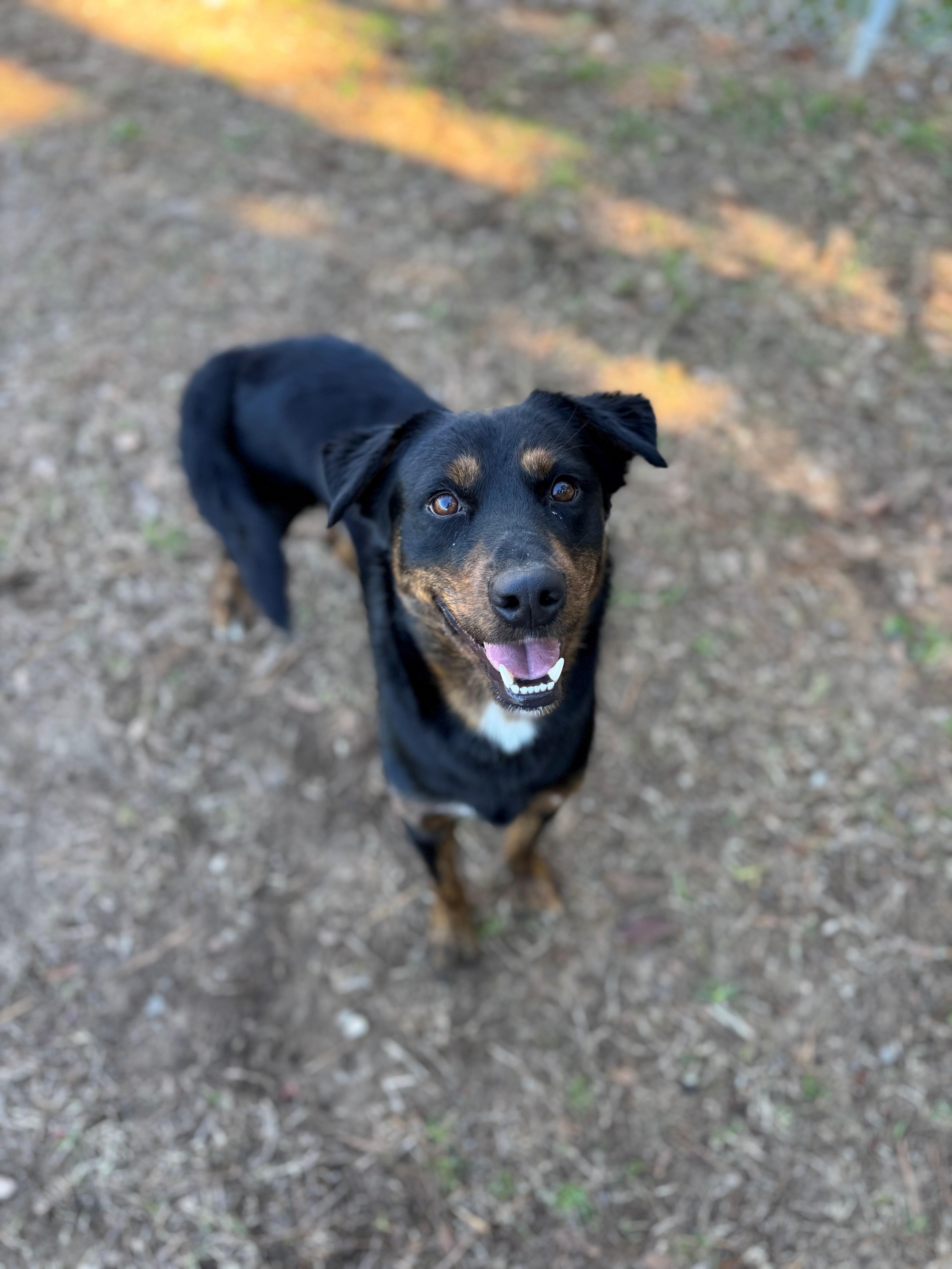 Crackerjacks, ADOPTABLE, Adult Male Hound.