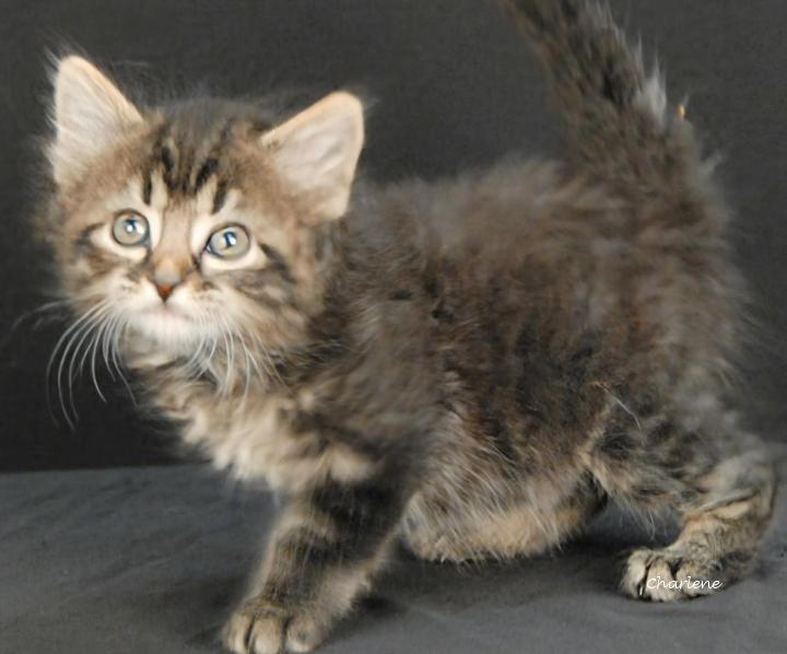 Nyra, Adoptable, Kitten Female Tabby.