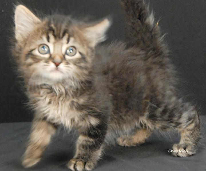 Enlarge Nyra, a Adoptable Tabby in Newland, NC image 2/2