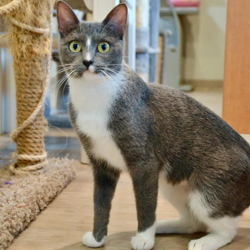 Enlarge Ashlyn, a Adoptable Domestic Short Hair in Saint Charles, MO image 1/5