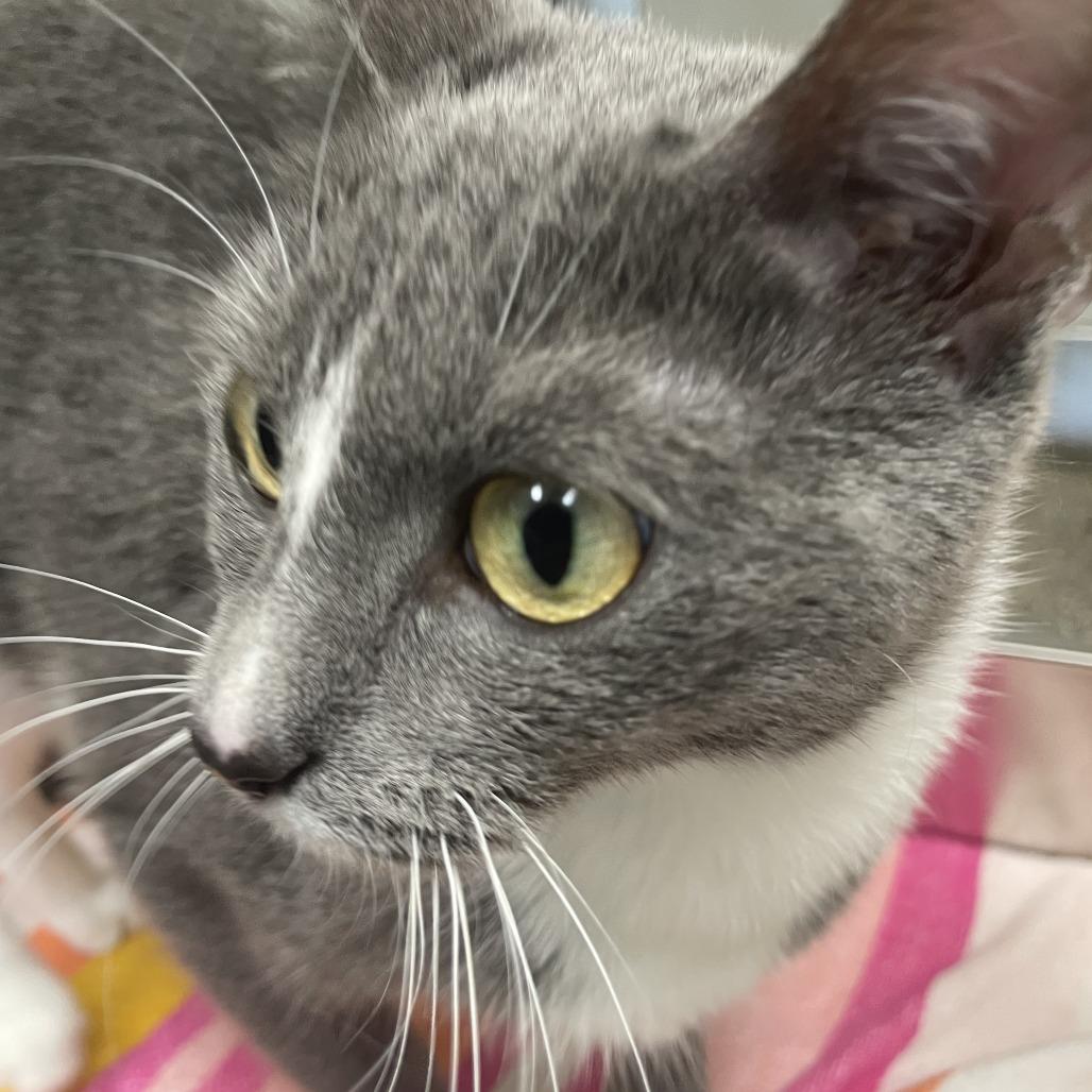 Enlarge Ashlyn, a Adoptable Domestic Short Hair in Saint Charles, MO image 2/5