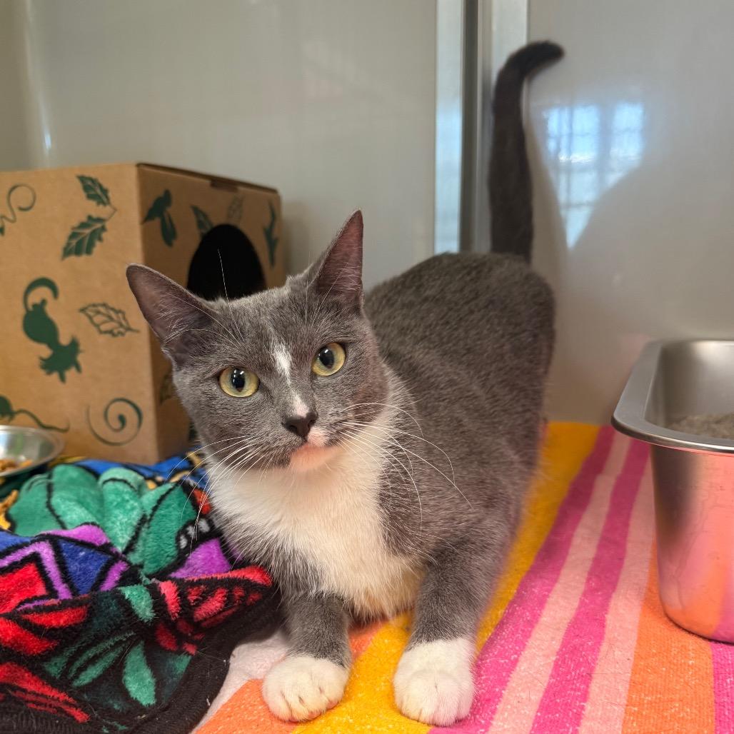 Enlarge Ashlyn, a Adoptable Domestic Short Hair in Saint Charles, MO image 3/5