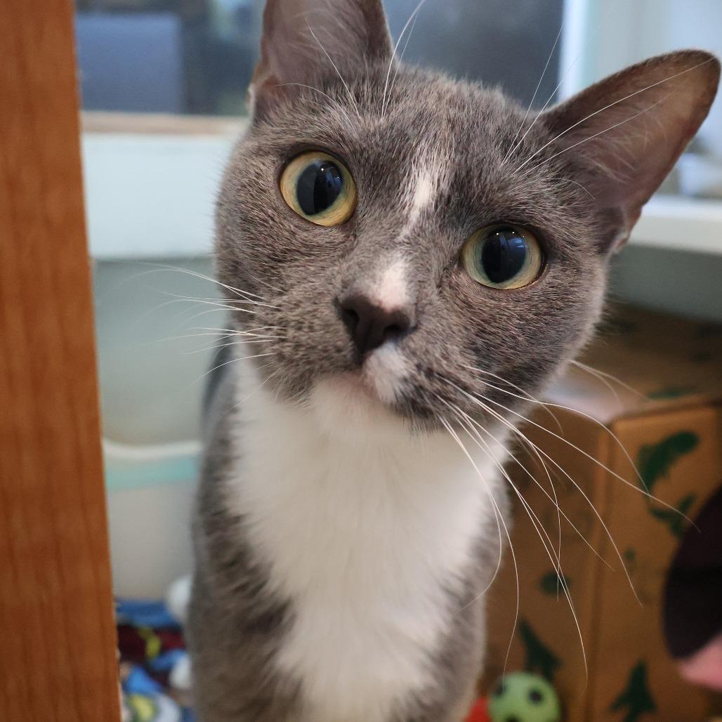 Enlarge Ashlyn, a Adoptable Domestic Short Hair in Saint Charles, MO image 4/5