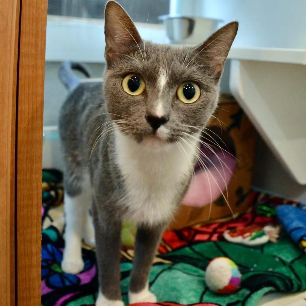 Enlarge Ashlyn, a Adoptable Domestic Short Hair in Saint Charles, MO image 5/5