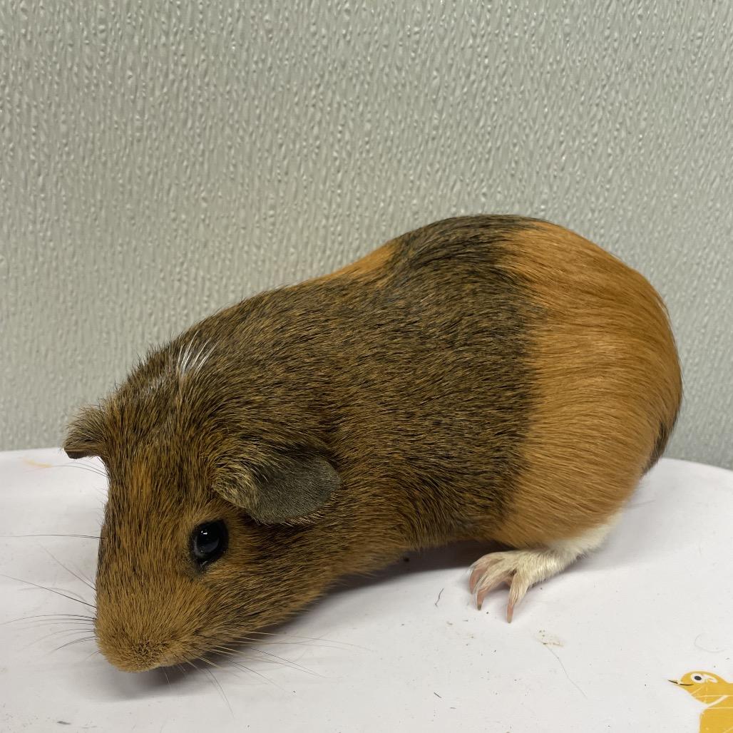 Broccoli, Adoptable, Young Male Guinea Pig & Guinea Pig.