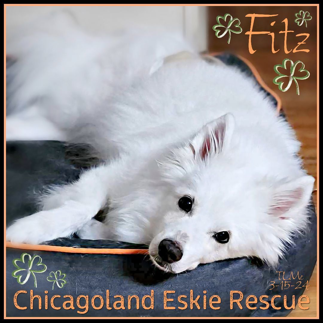 Senior Eskies photo 2