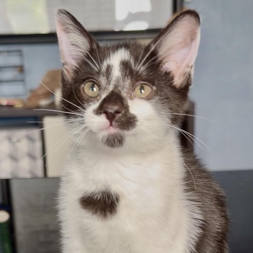 Razzle, Adoptable, Kitten Male Domestic Short Hair.