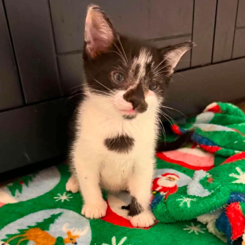 Enlarge Razzle, a Adoptable Domestic Short Hair in Wichita, KS image 2/2