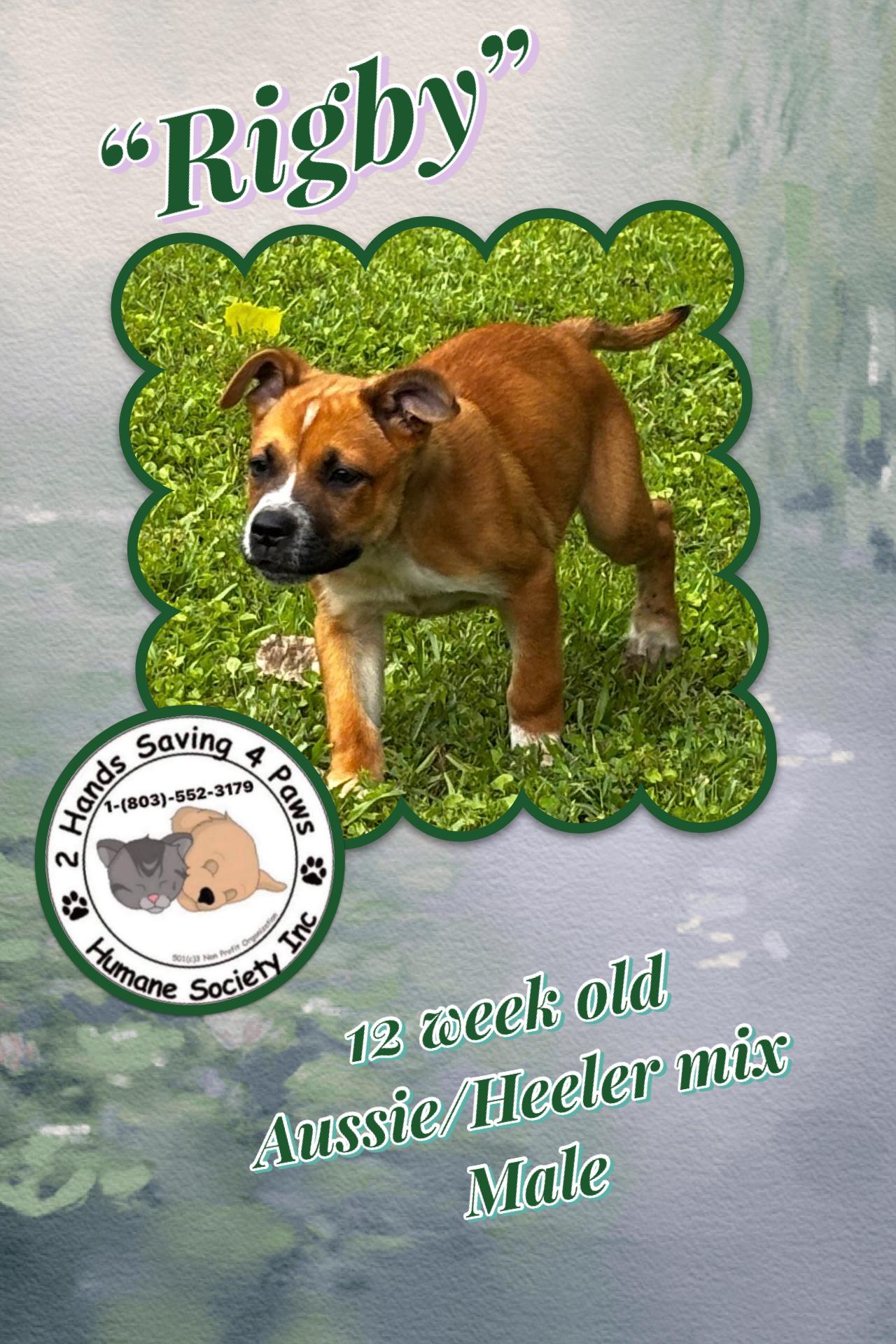 Rigby, an adopted mixed breed in Totowa, NJ image 1/3