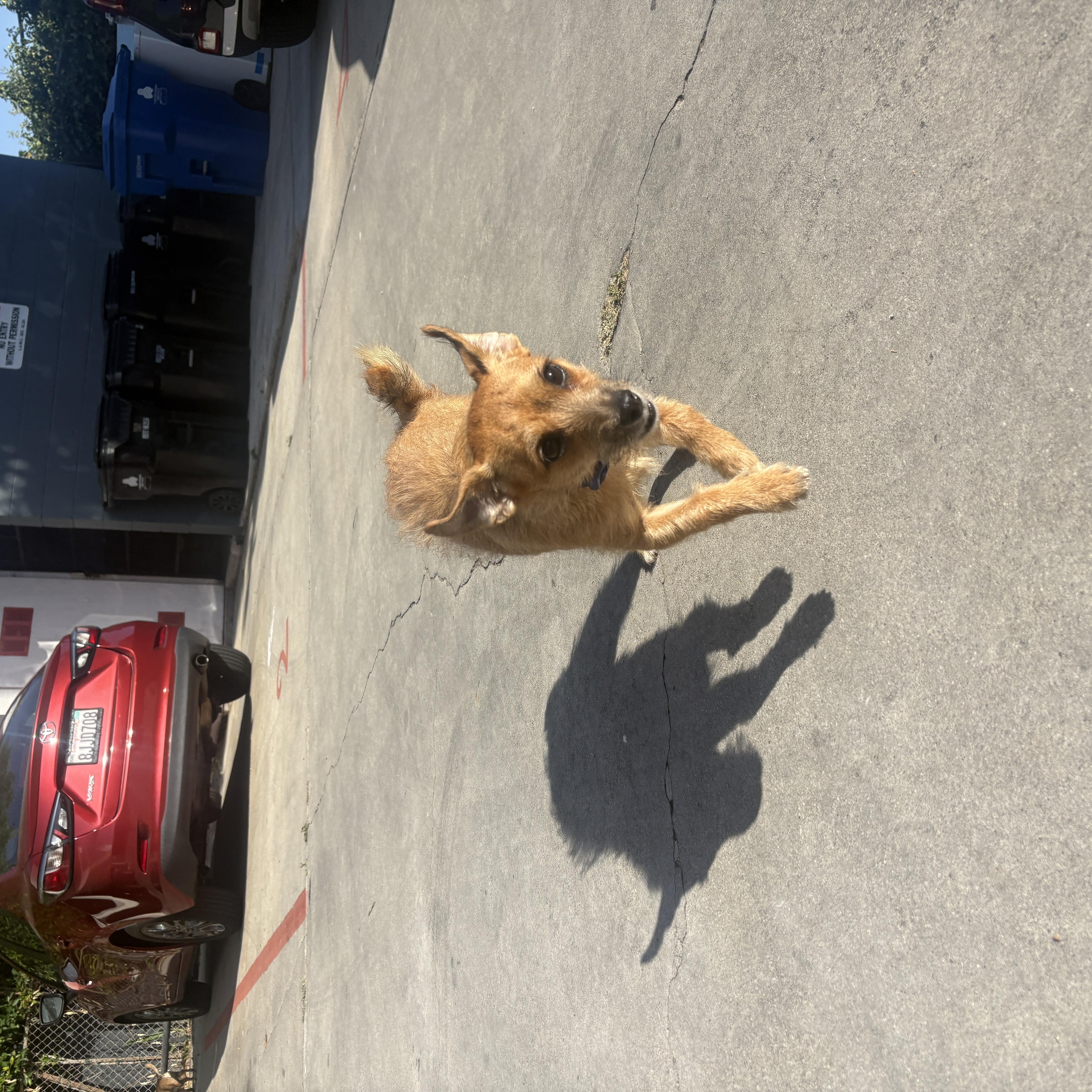 Enlarge Roxy, a ADOPTABLE mixed breed in Beverly Hills, CA image 3/6
