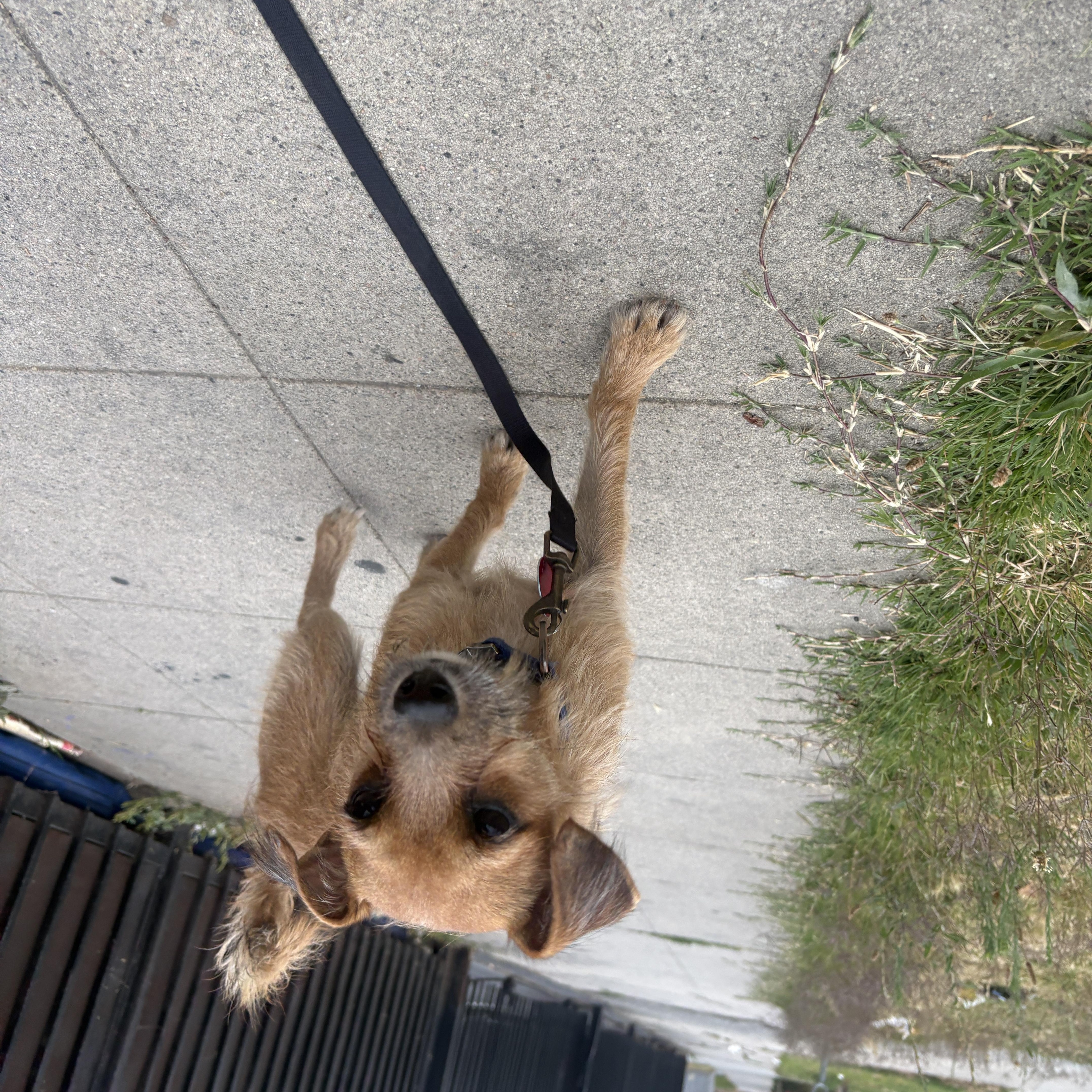 Enlarge Roxy, a ADOPTABLE mixed breed in Beverly Hills, CA image 5/6