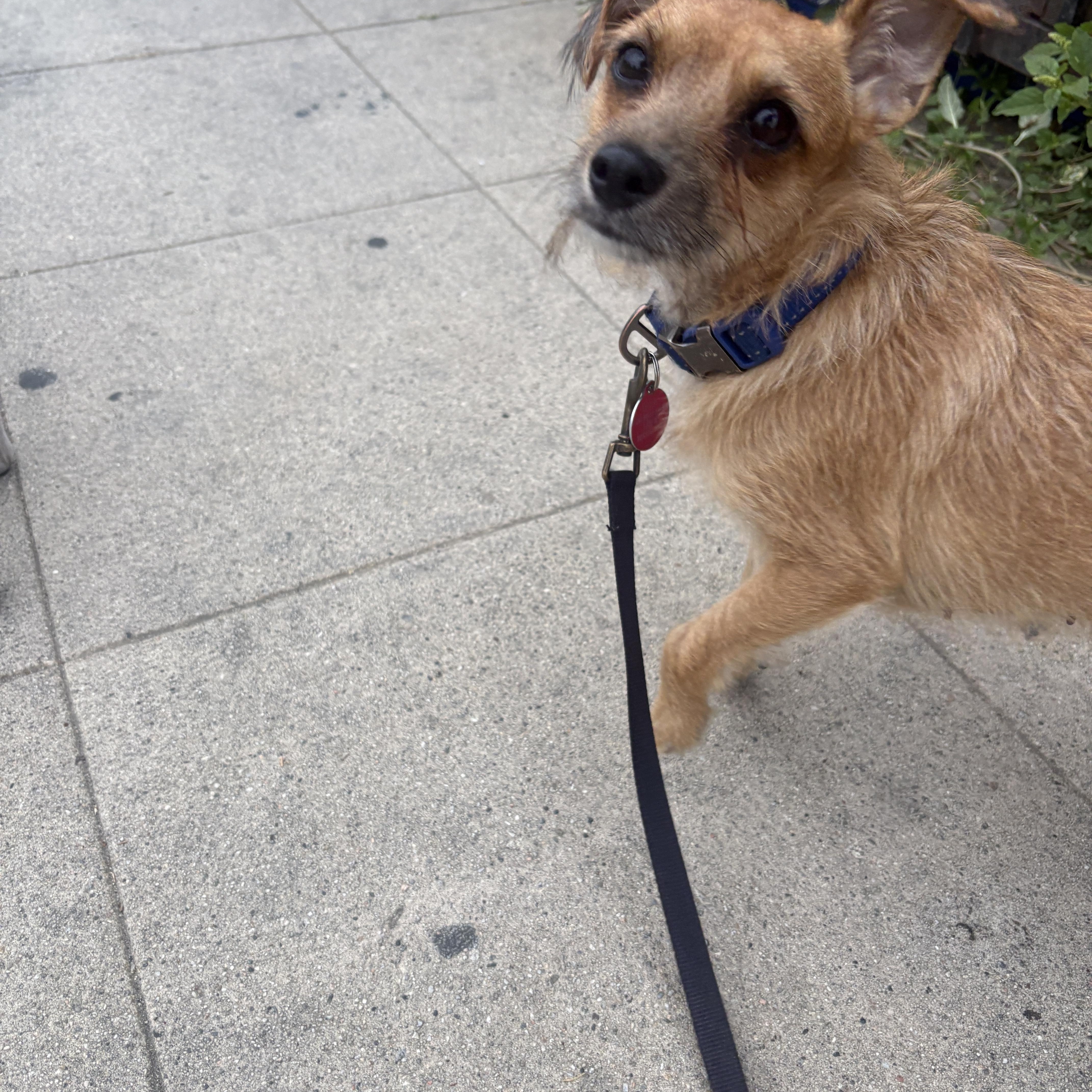 Enlarge Roxy, a ADOPTABLE mixed breed in Beverly Hills, CA image 6/6