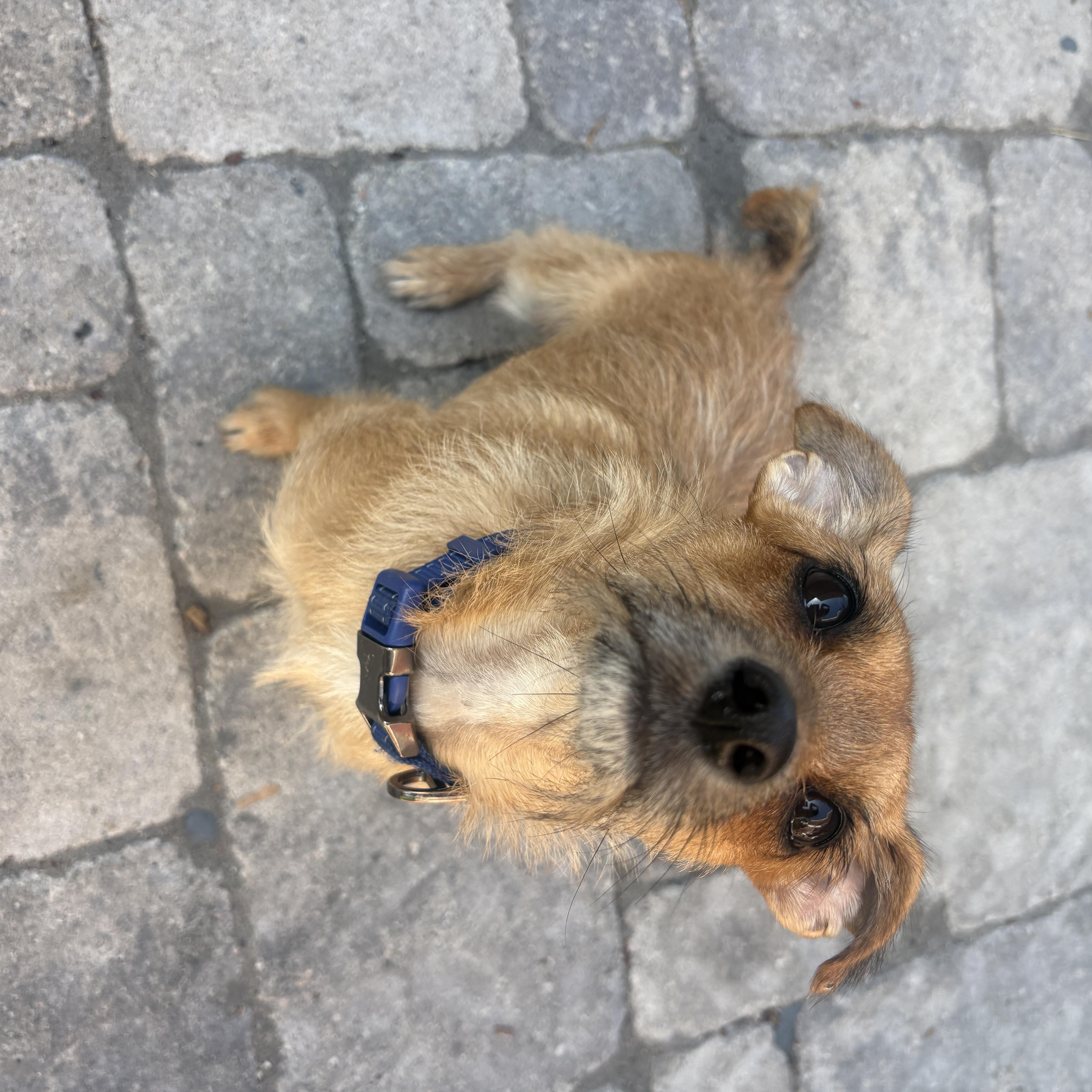 Roxy, ADOPTABLE, Young Female Terrier.