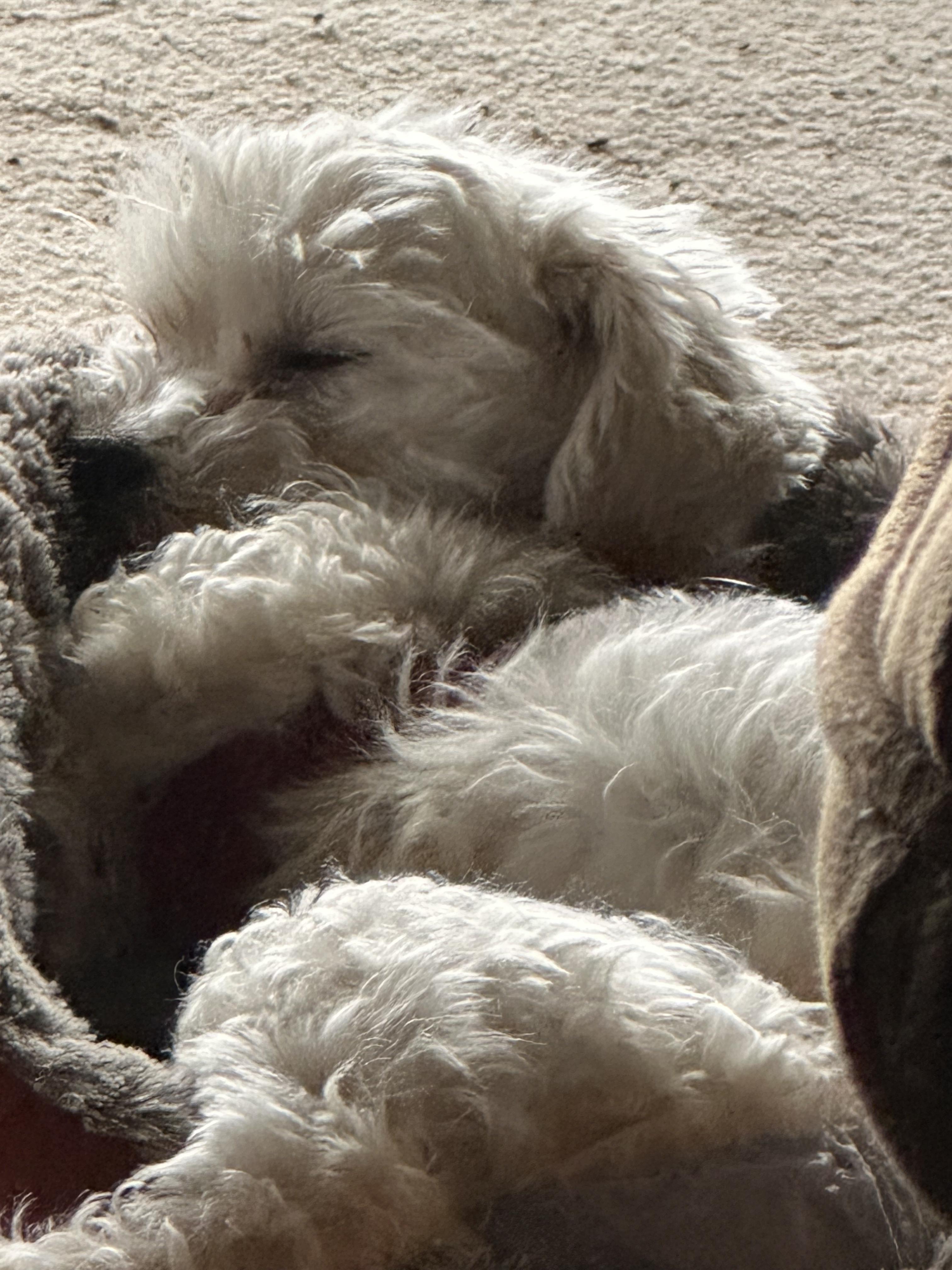 Enlarge Lola, an adopted Maltipoo in Aurora, NE image 4/4