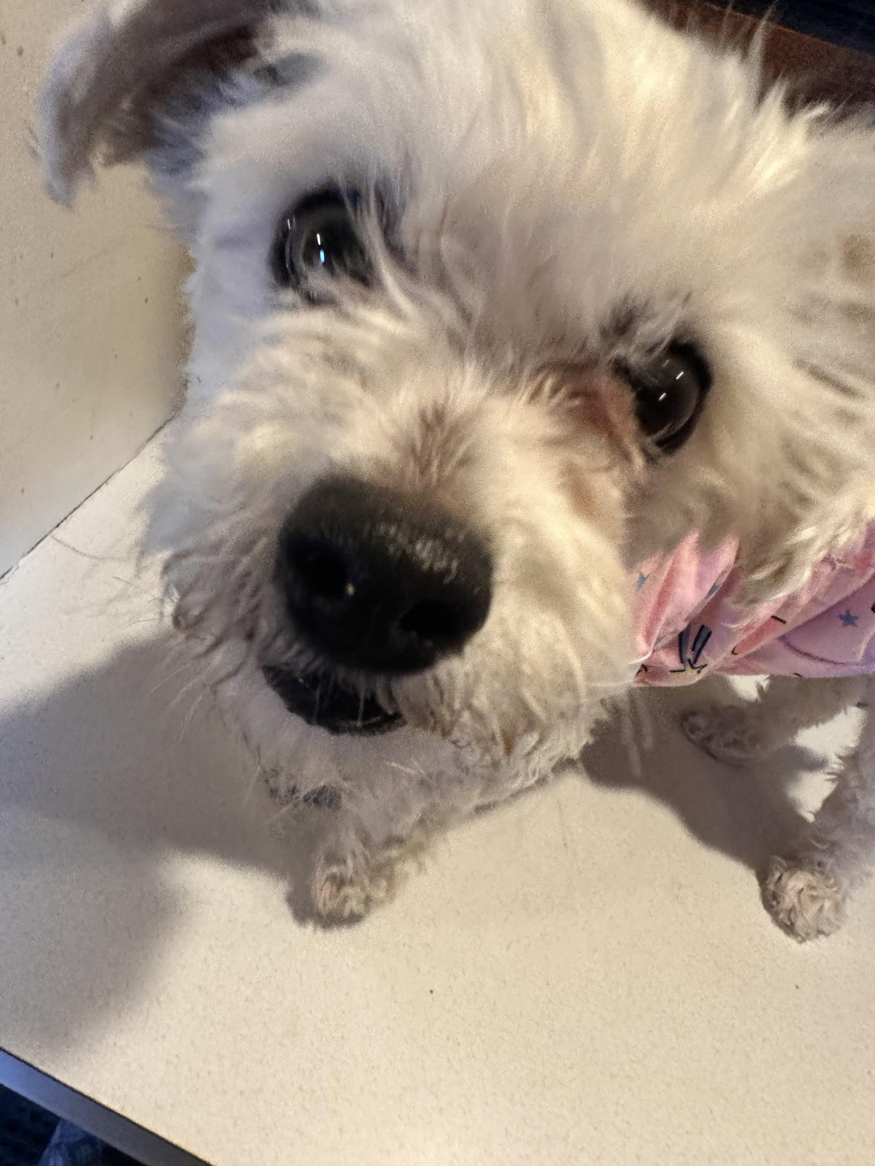 Enlarge Lola, an adopted Maltipoo in Aurora, NE image 2/4