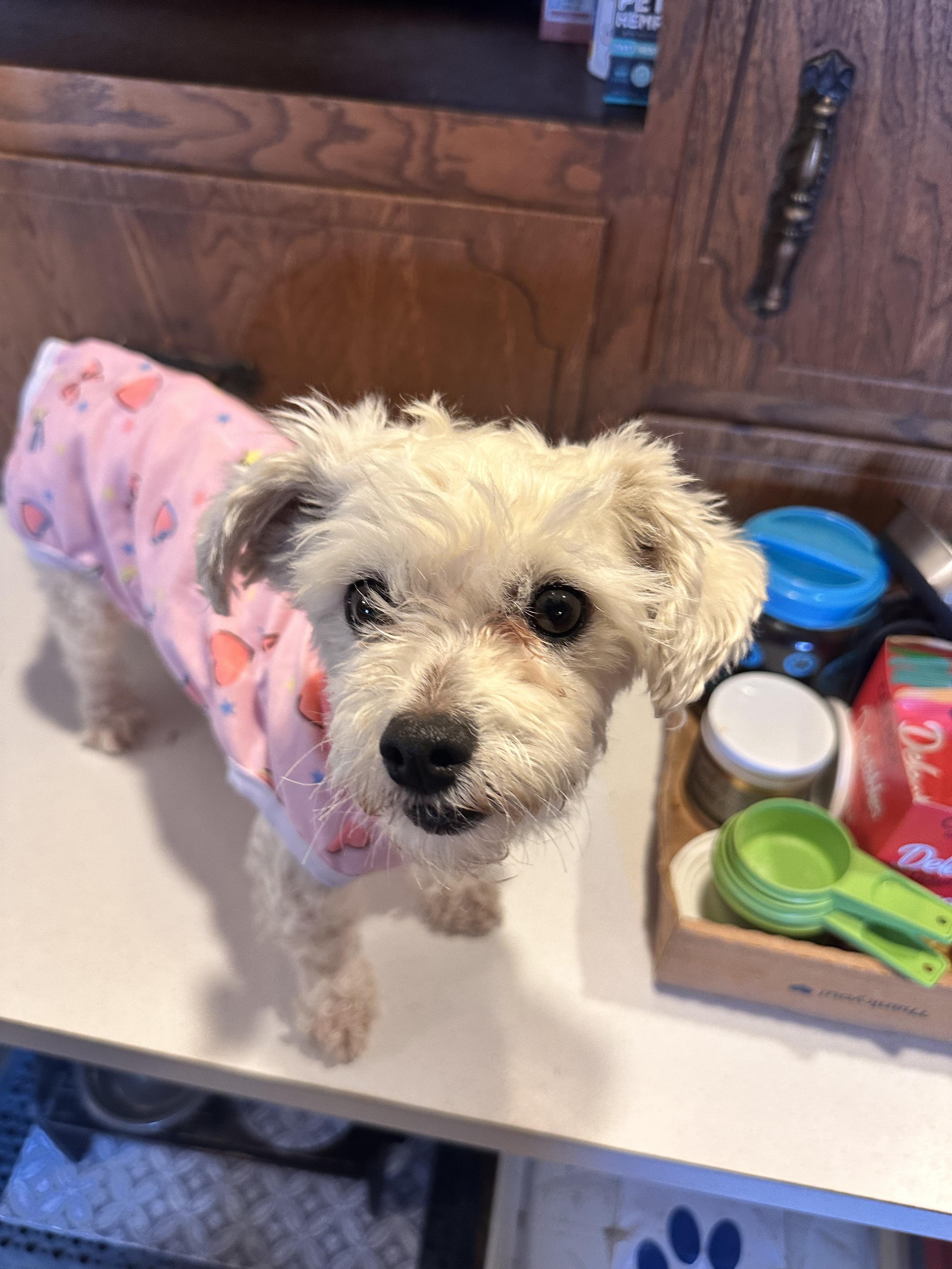 Enlarge Lola, an adopted Maltipoo in Aurora, NE image 1/4