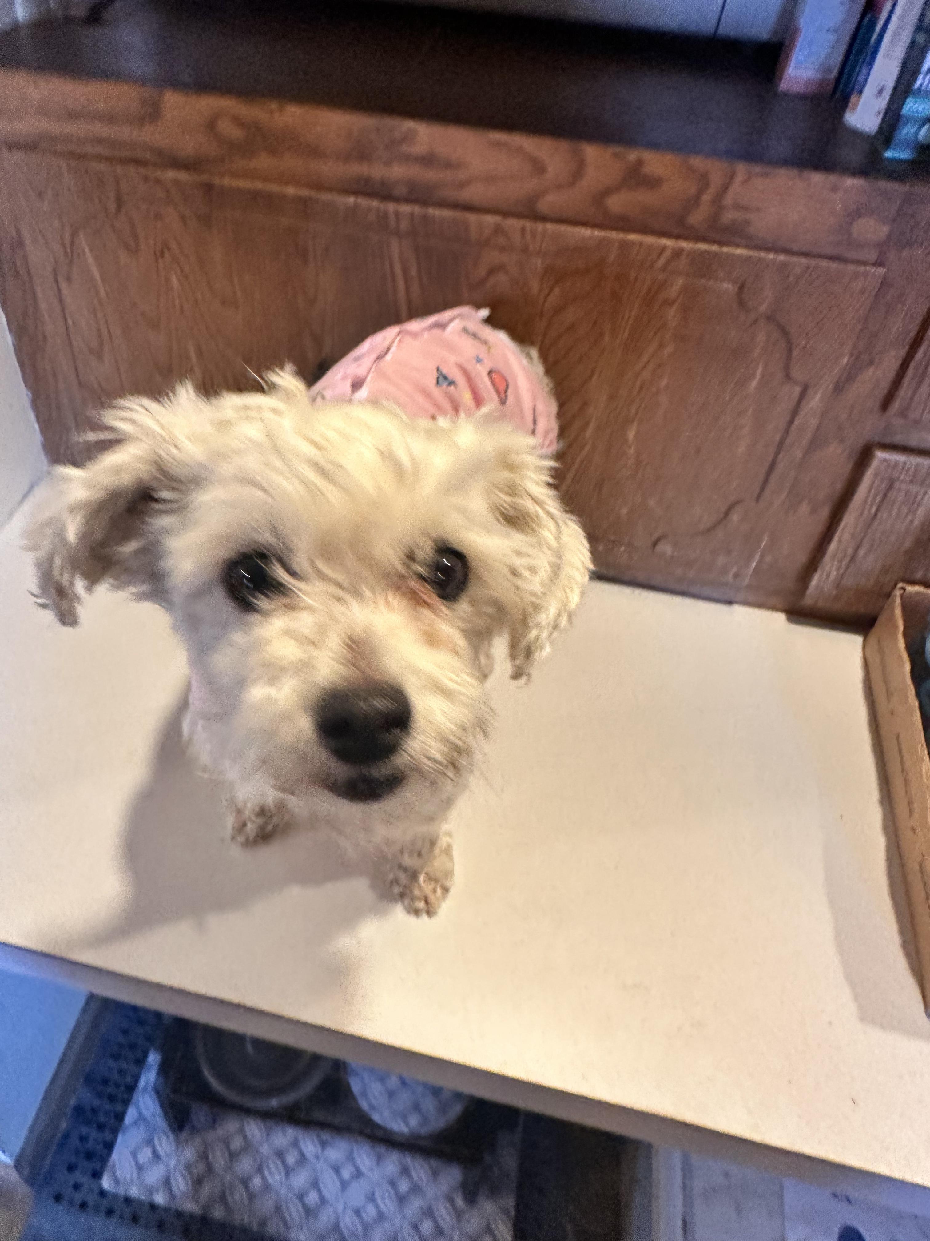 Enlarge Lola, an adopted Maltipoo in Aurora, NE image 3/4