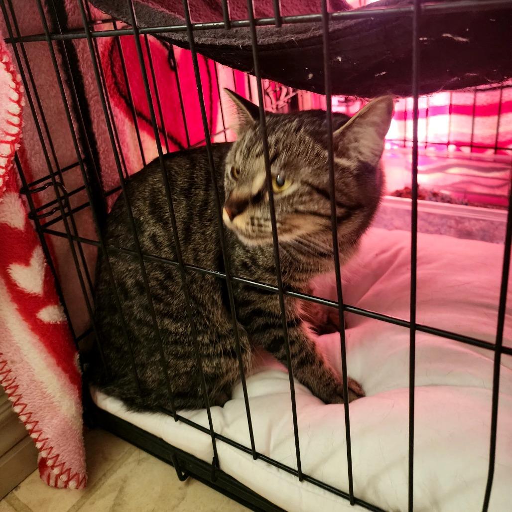 Bella, Adoptable, Adult Female Domestic Short Hair.