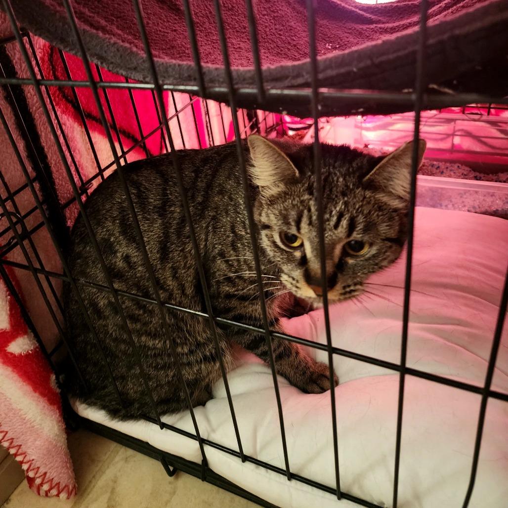 Enlarge Bella, a Adoptable Domestic Short Hair in Grantsville, UT image 2/2