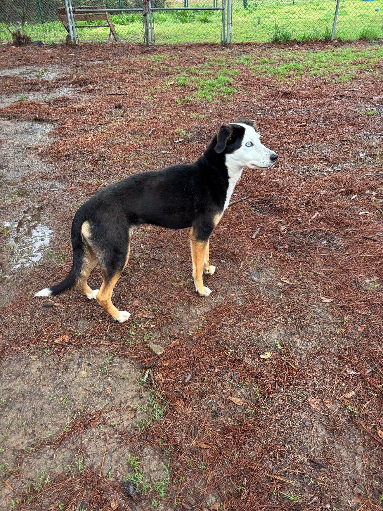 Enlarge Baby, a Adoptable mixed breed in Little Rock, AR image 1/6