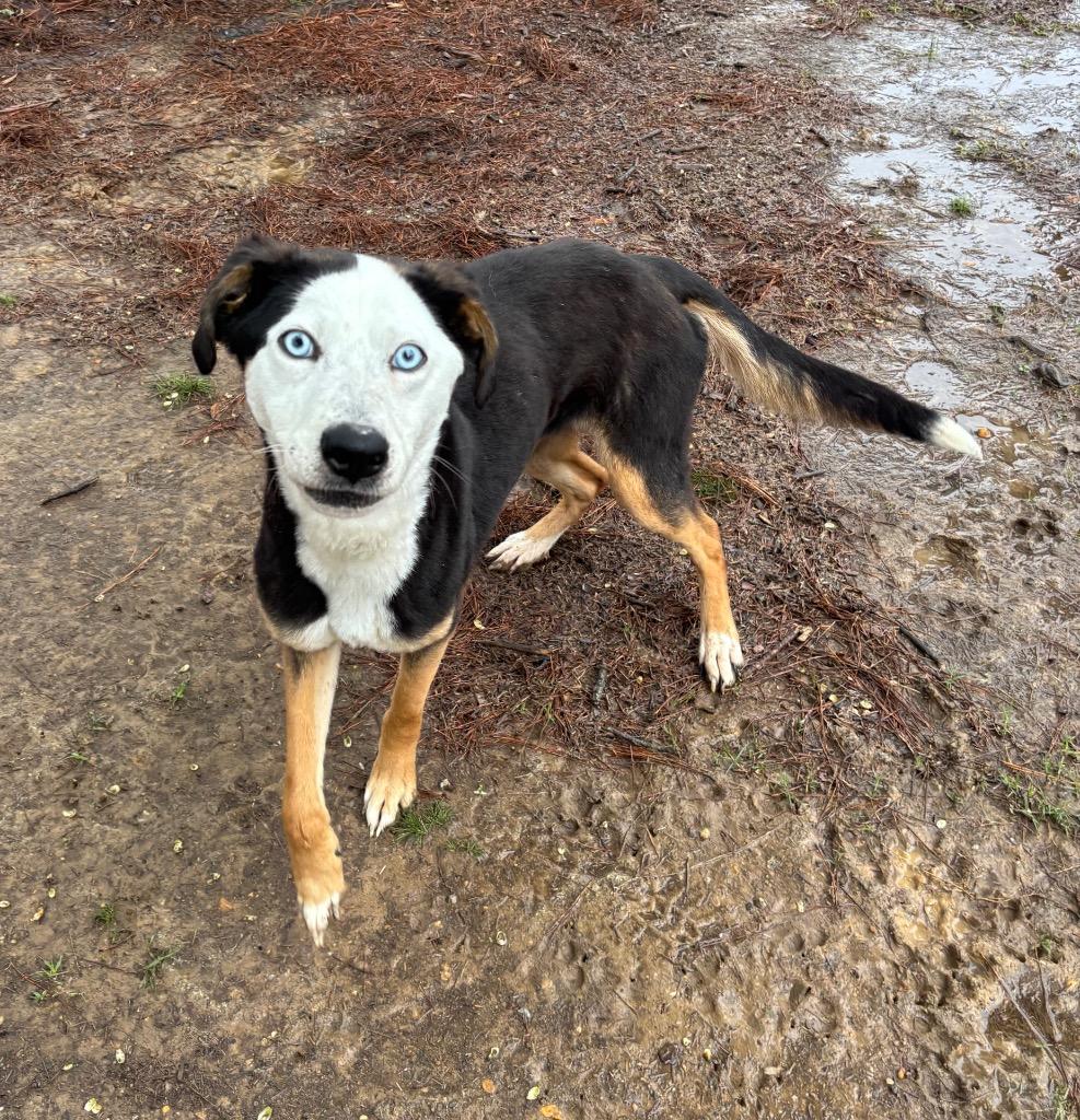 Enlarge Baby, a Adoptable mixed breed in Little Rock, AR image 2/6