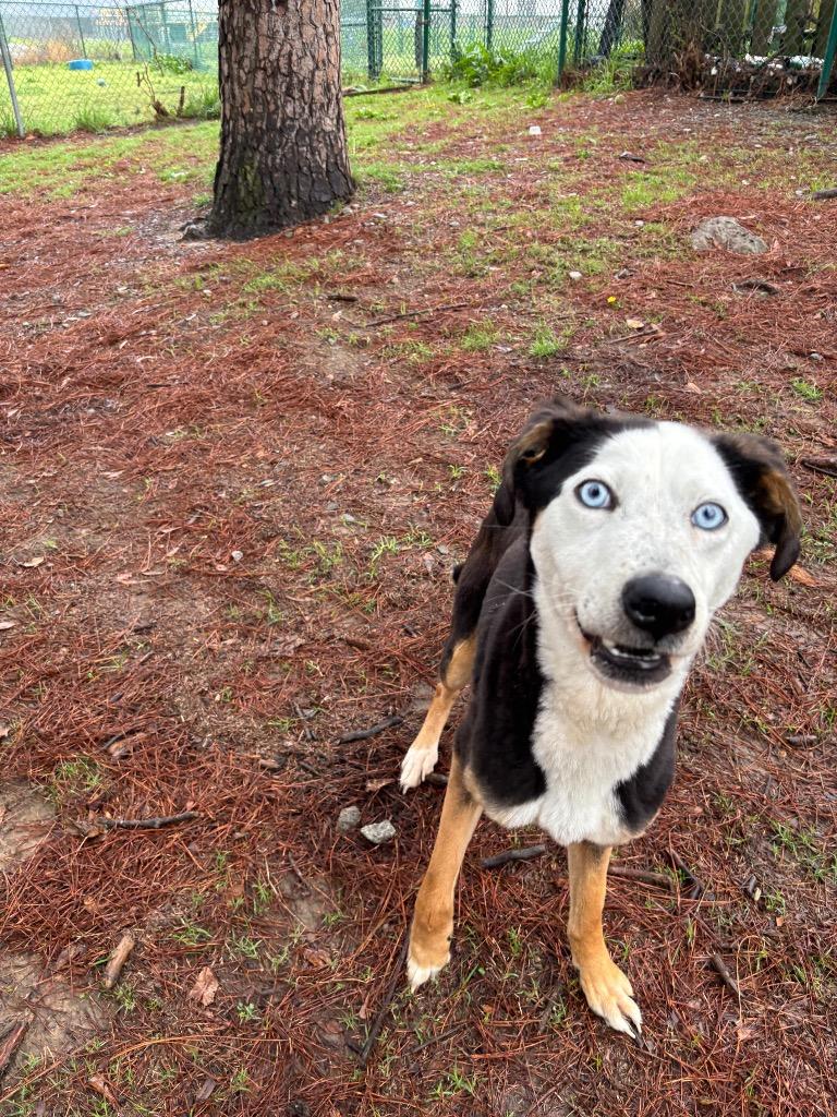 Enlarge Baby, a Adoptable mixed breed in Little Rock, AR image 3/6