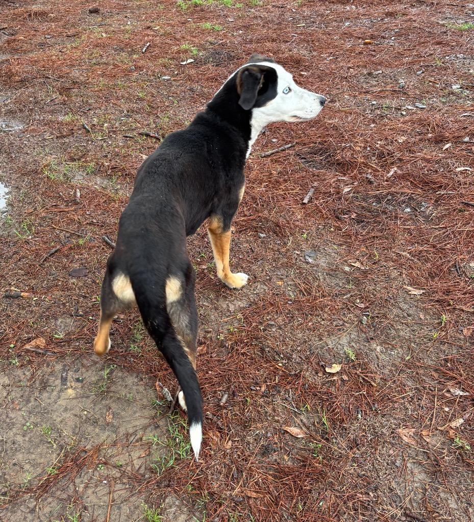 Enlarge Baby, a Adoptable mixed breed in Little Rock, AR image 4/6