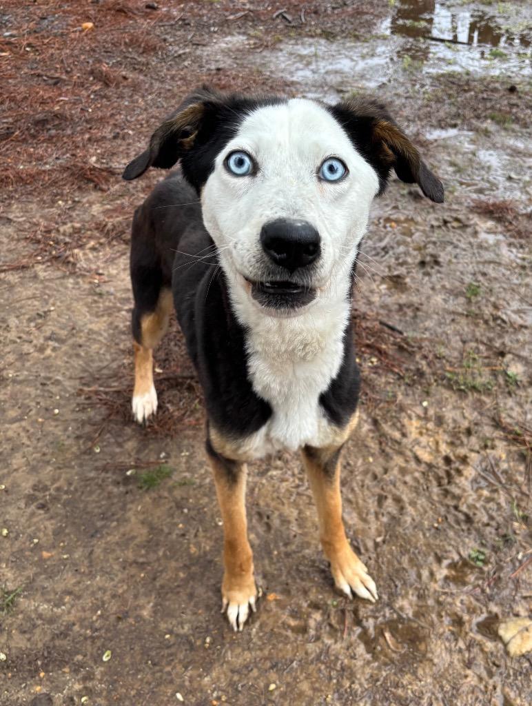 Enlarge Baby, a Adoptable mixed breed in Little Rock, AR image 5/6