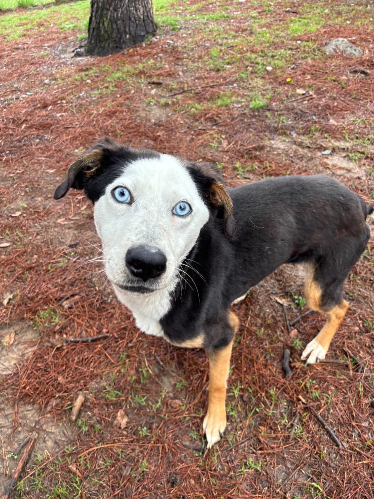 Enlarge Baby, a Adoptable mixed breed in Little Rock, AR image 6/6