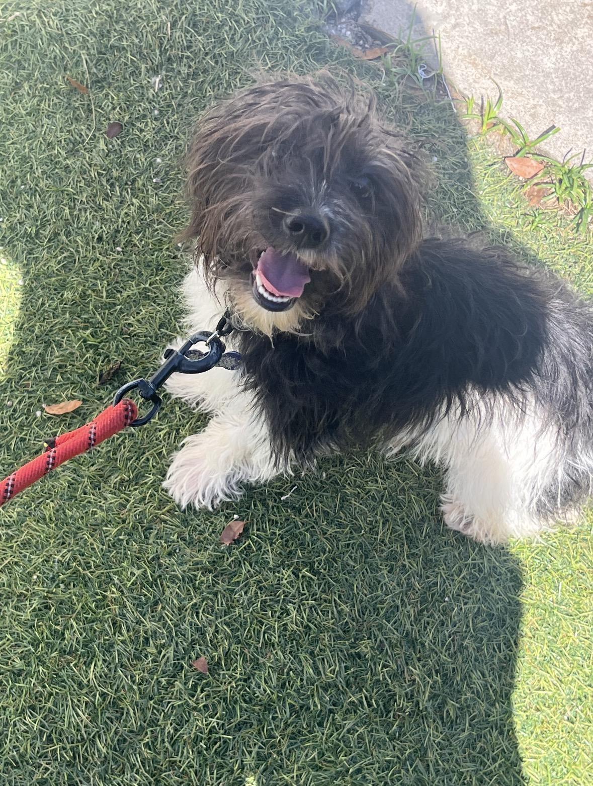 Jeremy , ADOPTABLE, Puppy Male Havanese.